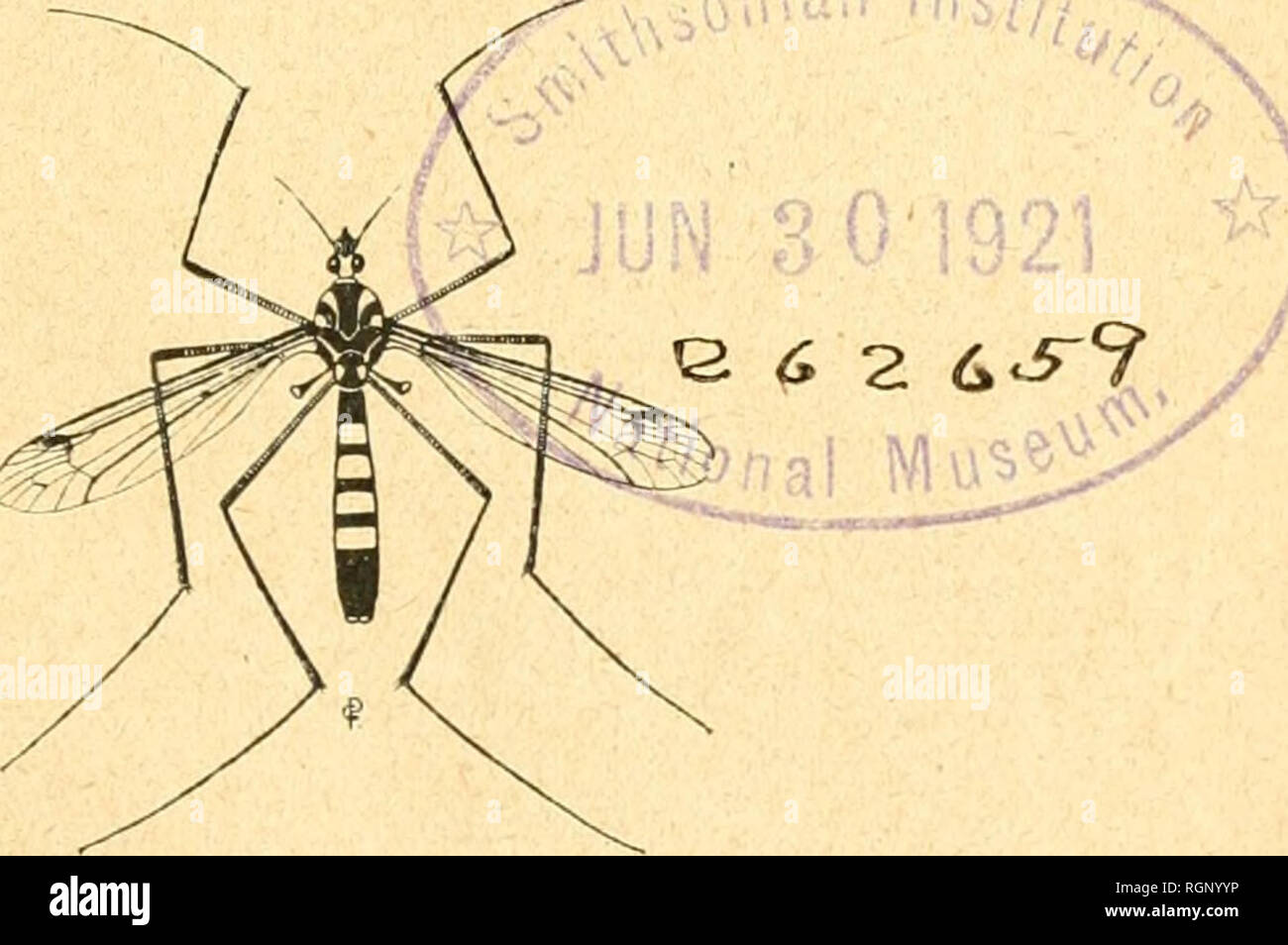 . Bulletin de la Société Entomologique de France. Entomologia. Bollettino DK, J^A. r r SOCIETE E^TOIIOLOGIOIJË DK FRANCIA FONDKIO LE -Jî) FÉVRIER 18::!-2 IIECONNUE CO:"[.A[E ISTITUZIONE D'utilité PUl'.LFQUE PAU LlKl.ItlîT o i'.'i AdÙT 187fî Nuluta maxime miranda in mini mis. ANNÉE 1920. [Y. Gv 3 01921 ^j Parigi -A.XJ Slfi;OK DE. X.A SOCIKTli: HOTEL DES SOCIÉTÉS SAVANTES 28, Rue serpente. Si prega di notare che queste immagini vengono estratte dalla pagina sottoposta a scansione di immagini che possono essere state migliorate digitalmente per la leggibilità - Colorazione e aspetto di queste illustrazioni possono non assomigliare perfettamente l'origine Foto Stock