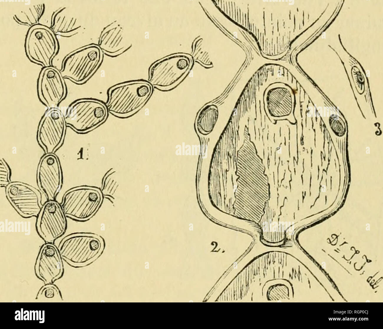 . Bulletin de la Société zoologique de France. Zoologia. MONOGRAPHIE DES BRYOZOAIRES D EAU DOUCE 181 Norodonia Cambodgiensis J. Jullien (1). Fig. 244 Ã 245. ZoÅcies cordiformes, trapues, Pí©donculÃ©es Ã la base, fond plus grande que le sommet, orifizio subquadrangulaire, parois latÃ©rales Ã©paisses et contimies sur tout le pourtour. Area lisse et unie, Pí©- nÃ©trant jusqu'à la cellule infÃ©rieure par le pí©doncule qu'elle re- couvre. MesurÃ©es dans leurs grandes dimensioni, les zoÅcies ont environ 0 """"60 de grande sur 0'"â¢85 de lungo. Ces zoÅcies forment des zoaria ou colonie d'onu br Foto Stock