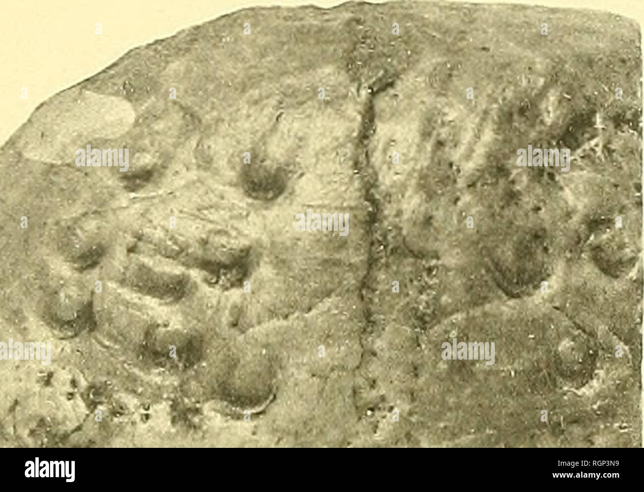 . Bulletin de la Société géologique de France. Geologia. l â 3 â. Si prega di notare che queste immagini vengono estratte dalla pagina sottoposta a scansione di immagini che possono essere state migliorate digitalmente per la leggibilità - Colorazione e aspetto di queste illustrazioni potrebbero non perfettamente assomigliano al lavoro originale. Société géologique de France. Parigi : La Société Foto Stock