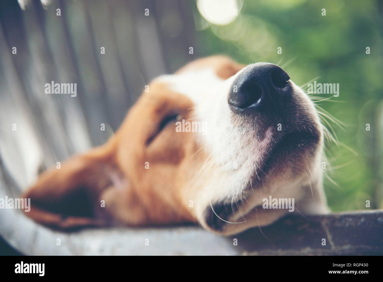 Adorabili cuccioli cane sono assonnato. Foto Stock