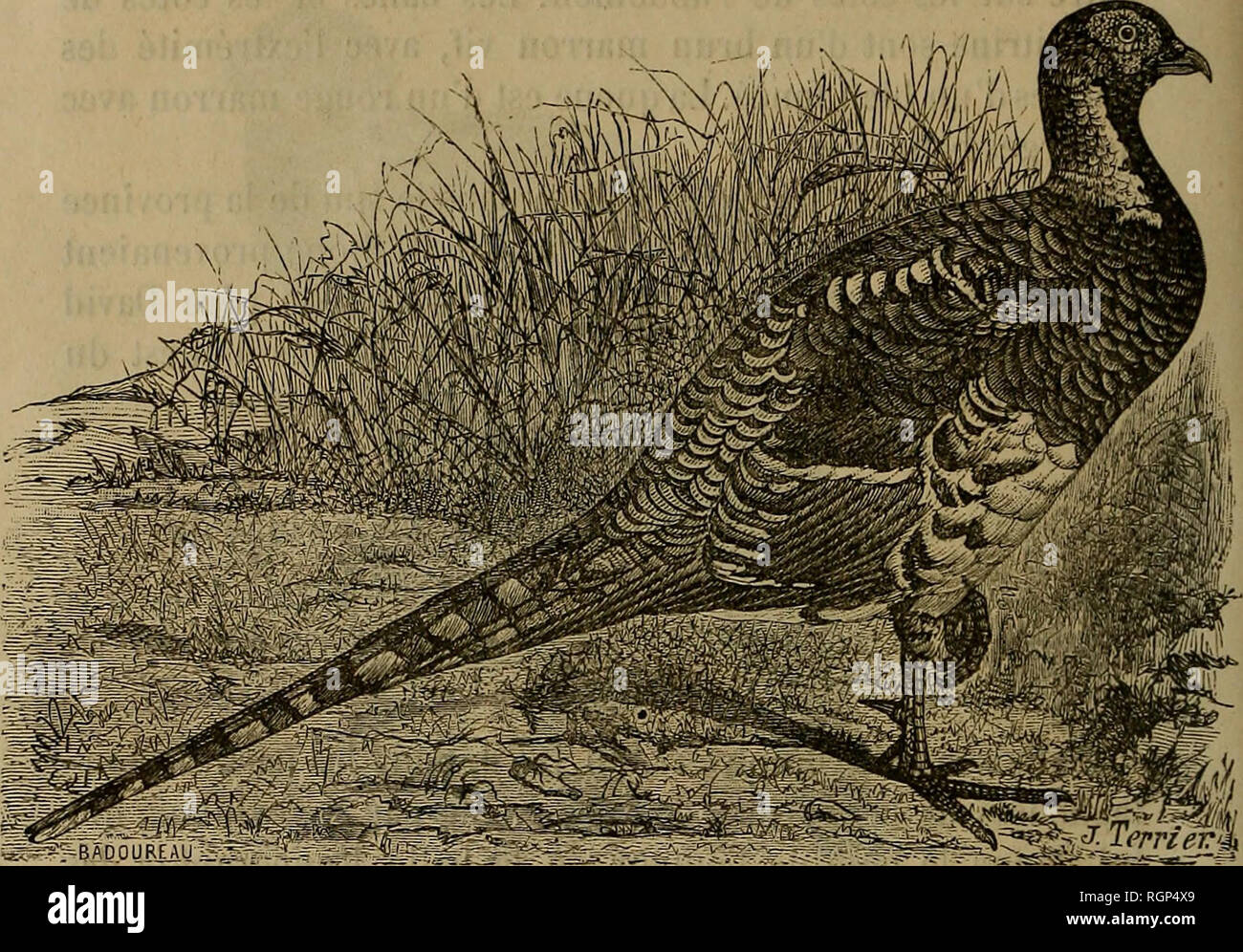 . Bulletin de la SociÃ©tÃ© nationale d'Acclimatation de France. Zoologia. 494 SOCIÃTÃ NATIONALE D'ACCLIMATATION. espÃ¨ce si remarquable par les teintes cuivrÃ©es de son plu- Mage, et que les Chinois dÃ©signent sous le nom de Han-ky (Poule des lieux secs). Â Le Faisan d'Elliot est En effet, ONU TRÍ¨s bel oiseau. Il un le sommet de la tÃªte d'onu brun olivÃ¢tre, mouchetÃ© de brun foncÃ©, avec une raie blanche au-dessus et en arriÃ¨re des yeux, la nuque d'onu gris foncÃ©, passant au blanc pur sur les. Faisan d'Elliot (Phasianus Elliotli SwinhoÃ"). Cà'tÃ©s du cou. Le menton et la gorge sont d'onu noir Foto Stock