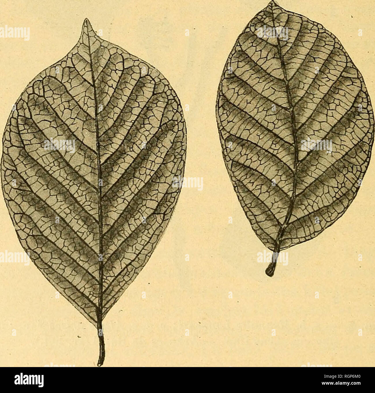 . Bulletin de la SociÃ©tÃ© gÃ©ologique de France. La geologia. 246 PIERRE MARTY supÃ©rieure de faÃ§su Ã dÃ©limiter avec elle une sorte de triangolo. Dans le gradinate infÃ©rieur de la"feuille, les nervures secondaires se raccordent entre elles, le long de la marge, par une sÃ©rie d'Ã©lÃ©- gants arceaux dÃ©croissant. Dans le gradinate supÃ©rieur, l'aire cir- conscrite par deux nervures de seconda ordre immÃ©diatement consÃ©cutives, a la forme d'onu plein cintre. Il existe parfois, mais rarement, entre les nervures secondaires, des intercalaires courtes. Le rÃ©seau tertiaire est formÃ© de veinules flexueuses, Foto Stock