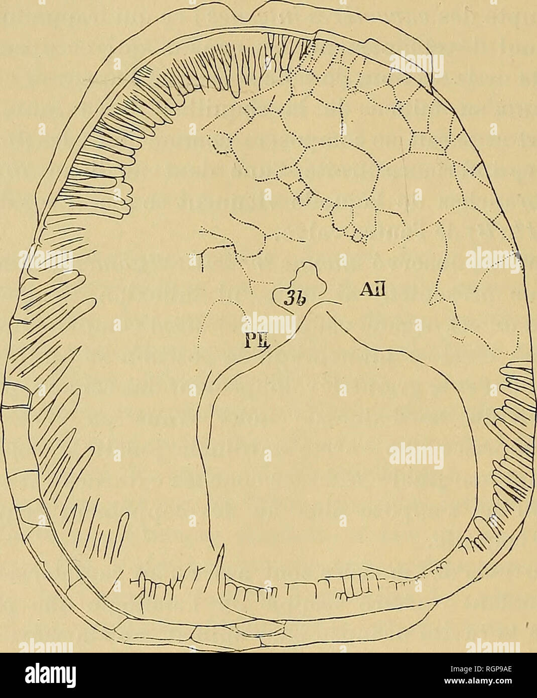 . Bulletin de la SociÃ©tÃ© gÃ©ologique de France. La geologia. H. DOUVILLE 6 juin arrondie sur les angles ; une cavitÃ© analogico moins dÃ©veloppÃ©e s'osservare dans la rÃ©gion dorsale de la Dent UN II. En DEHORS DE CES deux cavitÃ©s on peut distinguer une premiÃ¨re ceinture de grands canaux, qui iniziare derriÃ¨re le muscolo postÃ©rieur, fait le tour de l'appareil cardinale et se termine en dehors du muscolo antÃ©rieur. Une deuxiÃ¨me zona de canaux, tout Ã fait marginaux, iniziare vers l'extrÃ©mitÃ© ventrale du muscolo antÃ©rieur, soddisfare le bord, ventrale passe à l'extÃ©rieur de la premiÃ¨re ceinture de. Fi Foto Stock