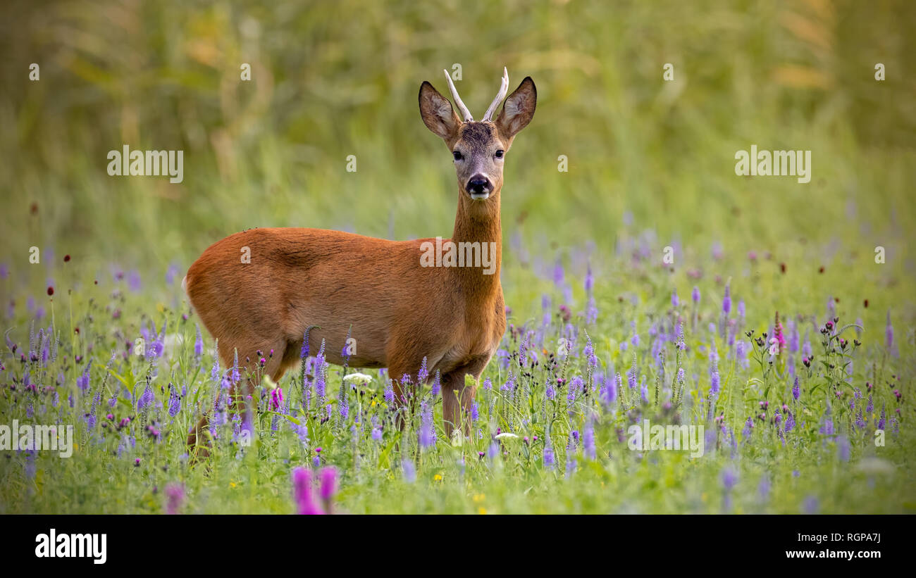 Il capriolo Capreolus capreolus, buck in estate su un prato pieno di fiori. Foto Stock