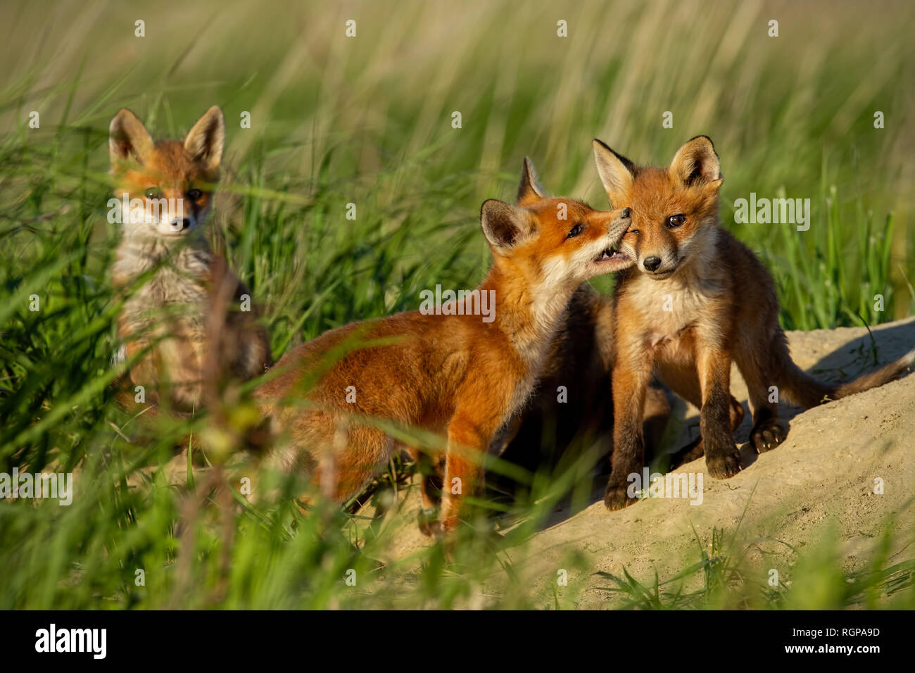 Red Fox, vulpes vulpes, piccoli cuccioli di giovani vicino a den giocando. Foto Stock