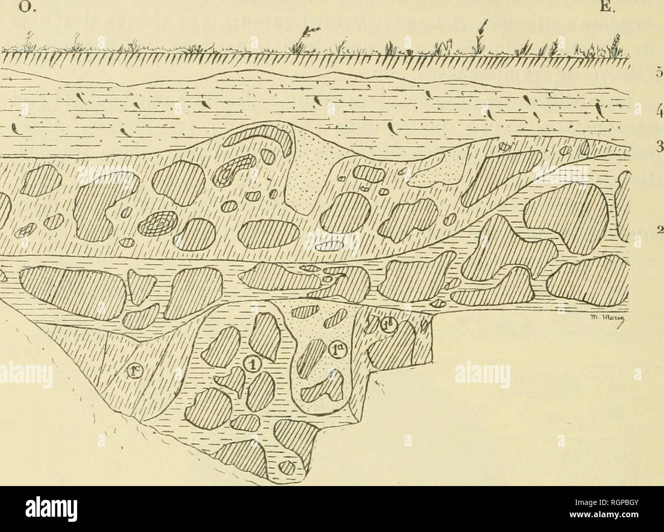 . Bulletin de la SociÃ©tÃ© gÃ©ologique de France. La geologia. 566 MAURICE MORI.X 21 dic. E. Wf^mfomrÃ¯SÃ¯fi^. Fig. 3. Â CarriÃ¨re JandrÃ©e un Thorigny (S.-et-M.) (LIEU DIT Â" Les Coulons Â". Â ho/Ioo). i. Argile rouge, ferrugineuse avec limonite et meuliÃ¨res compactes ; Ã®un, poche de sable et blocs de meuliÃ¨re ; ifr, Marne Manche et blocs de meuliÃ¨re; ic, poche de marne blanche, fissurÃ©e; 2. Argile rouge et blocs de meuliÃ¨re compacte ; 3, Marne blanche avec poches de sable et d'argile, meuliÃ¨re compacte en frammenti de toute dimensione, silex zonaires. Poches de sable; 4- Marnes Ã HuÃ®tres et Foto Stock