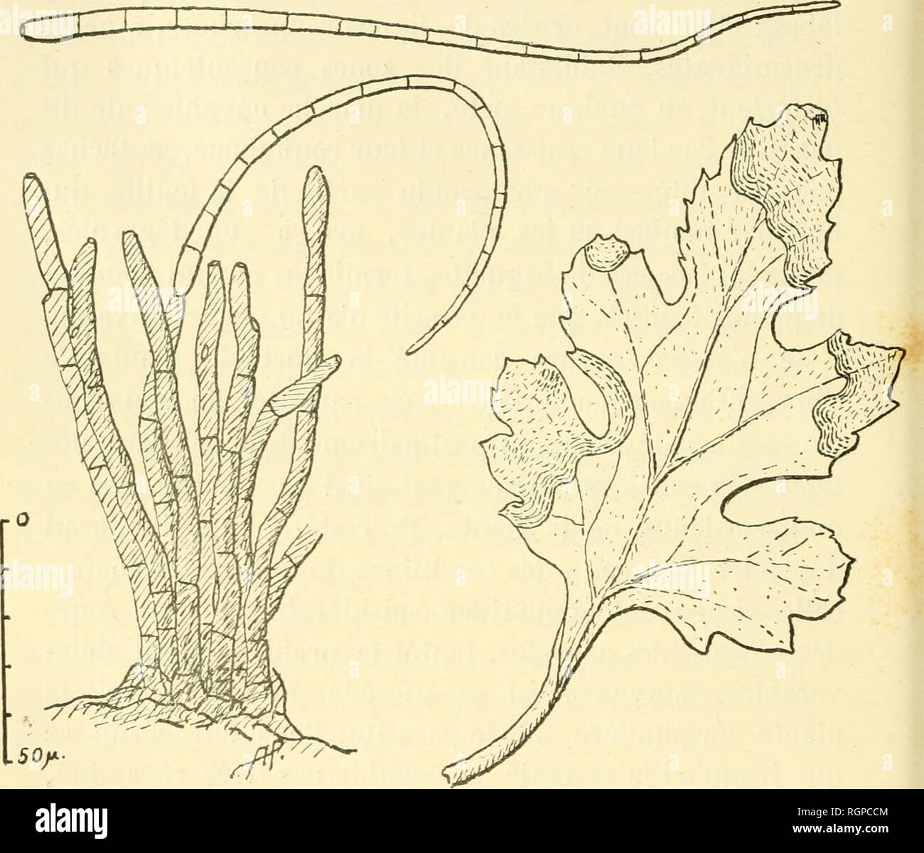 . Bulletin de la SociÃ©tÃ© royale de botanique de Belgique. SociÃ©tÃ© royale de botanique de Belgique; Botanica. 246 plus considÃ©rable encore de ses facultÃ©s d'adattamento, qui pourrait l'amener Ã produire alors des dÃ©gÃ¢ts beaucoup plus sÃ©rieux. Le parassita causa qui ce grillage des feuilles est onu champignon appartenant au genre Cercospora. Figlio mycÃ©-. Fig". 3. Â Cercospora chrysanthemi Puttem. lium, qui envahit les tissus du limbe, diffÃ©rencie lÃ©gÃ¨re- ment certuni de ses clÃ©menz pour ex des amas cellulaires d'oÃ¹ naissent, indiffÃ©remment sur l'une ou l'autre face de la feui Foto Stock