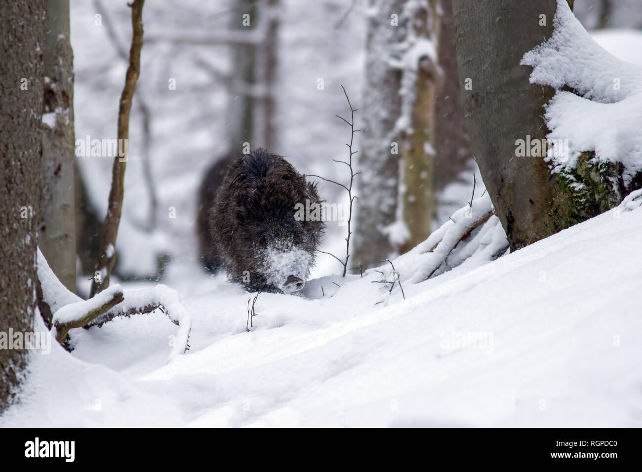 Cinghiale in esecuzione attraverso la foresta di neve in inverno Foto Stock