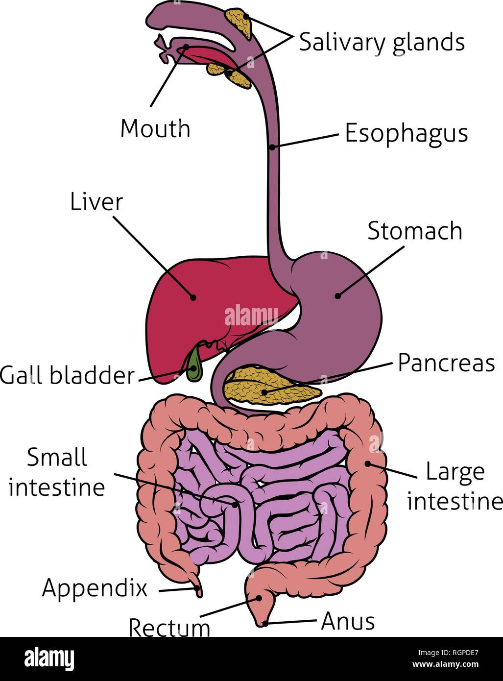 Umano Sistema gastrointestinale Gut Apparato Digerente Illustrazione Vettoriale