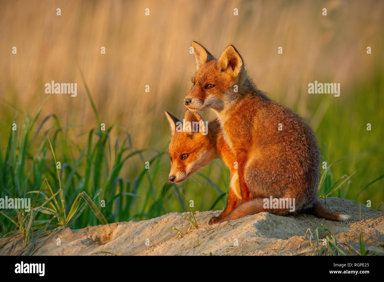 Red Fox, vulpes vulpes, piccoli cuccioli di giovani vicino a den curiosamente guardando intorno a. Foto Stock