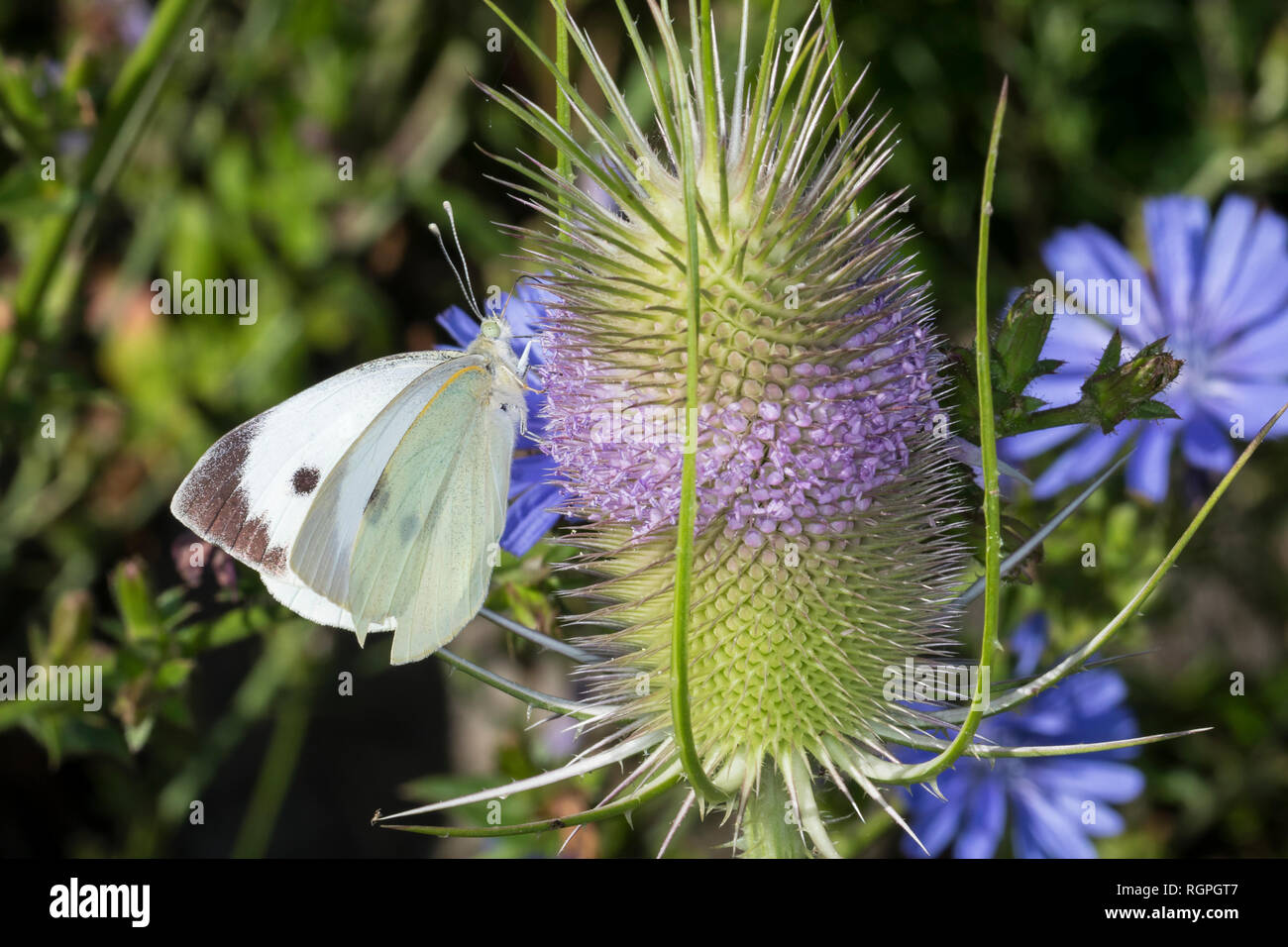 Großer Kohlweißling, Weibchen beim Blütenbesuch un Wilde Karde, Kohlweißling, Kohl-Weißling, Sarcococca brassicae, Grosser Kohlweissling, large white, cabina Foto Stock