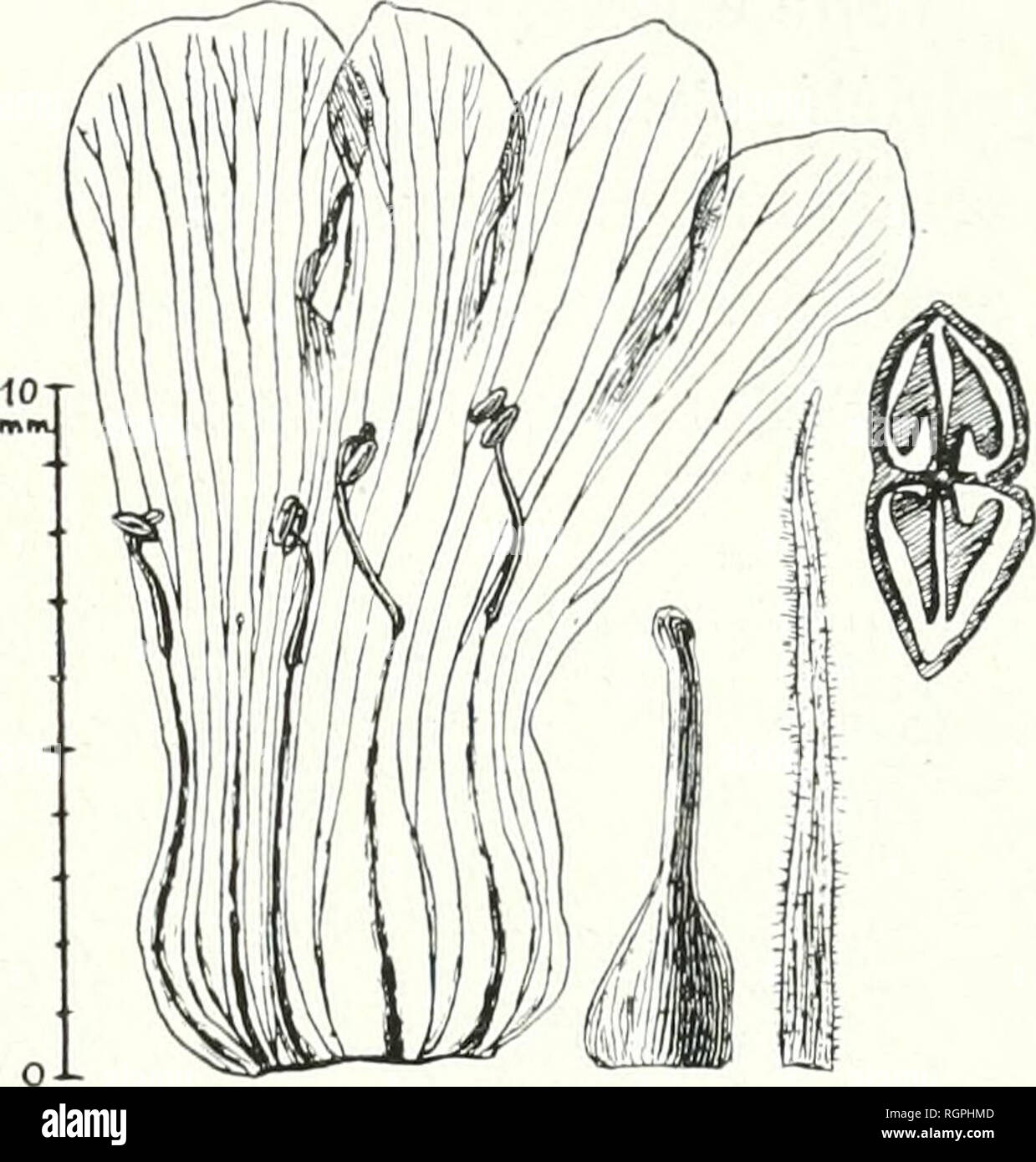 . Bollettino de la Socit Botanique de Genve. Piante; piante -- la Svizzera. '.:&Gt; M. .MI.MilÂ". Un CONTfUBUTlOJN LÃTUDE M' GENERE STEMODIA 199 Stemodia Ciiodati * Minod, n. sp. Radix... Caulis erectus, longitrorsum sliÃ¯alu, pubescens, 3-4 mm. crasso. Folia Lisque ad 6 V? Cm. Iqnga, 2 cm. lata, subsessilia, ternata, ovato-lanceolata, h;isi attenuata, pagina superiore bullulata, puberula pilis minimis, marginibus dentatis dentibus rotundatis vel ohtnsis, pagina infÃ¨iÃ¯subglabra minerale. Florespedicellati, pedicello 15 mm. longo. Sepala 11 mm. longa, V2 1,im- 'al;i&GT; subulata. Corolla io" mm. Foto Stock