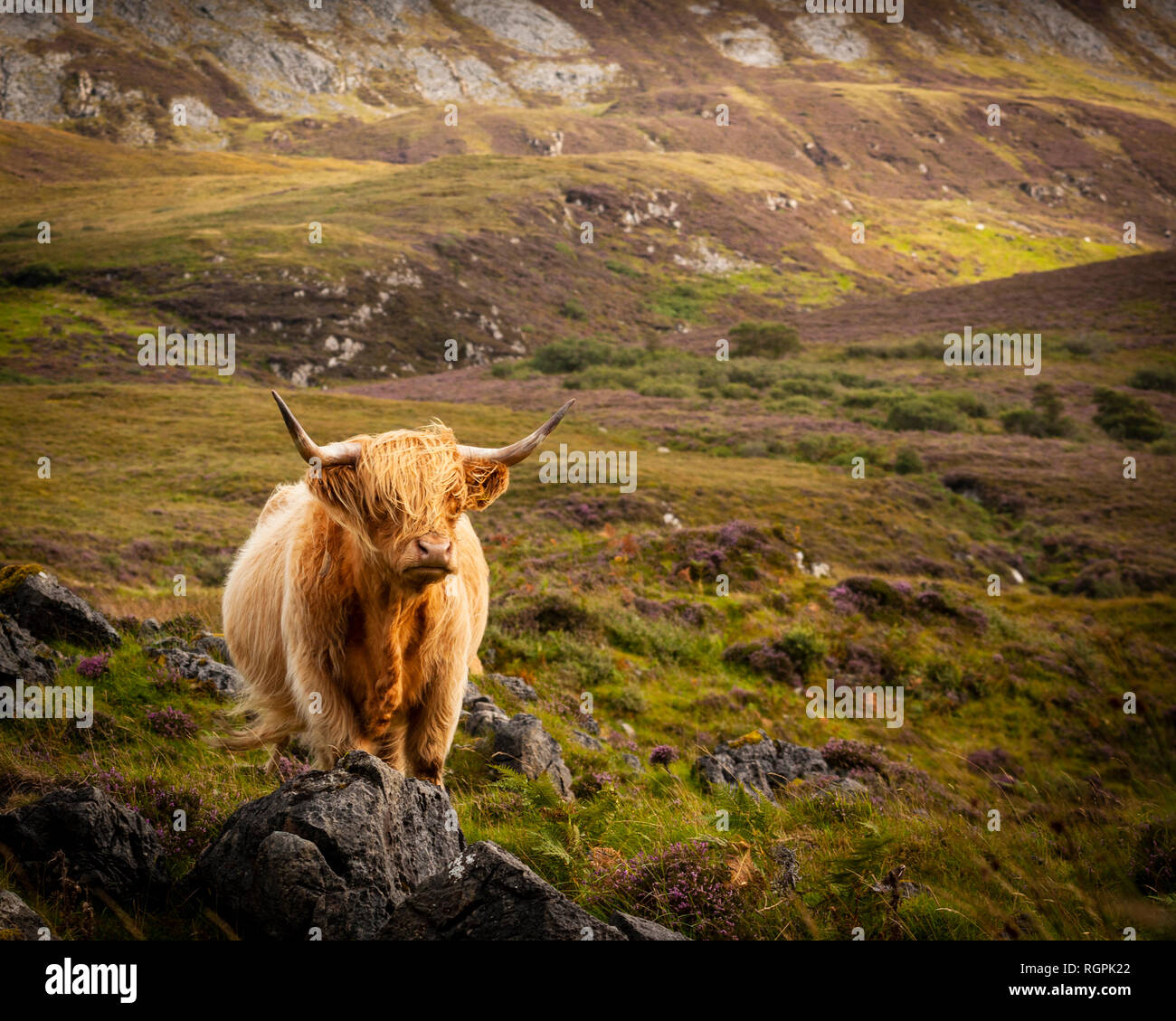 Un scozzese Highland mucca contro uno sfondo montano sull'Isola di Skye Foto Stock