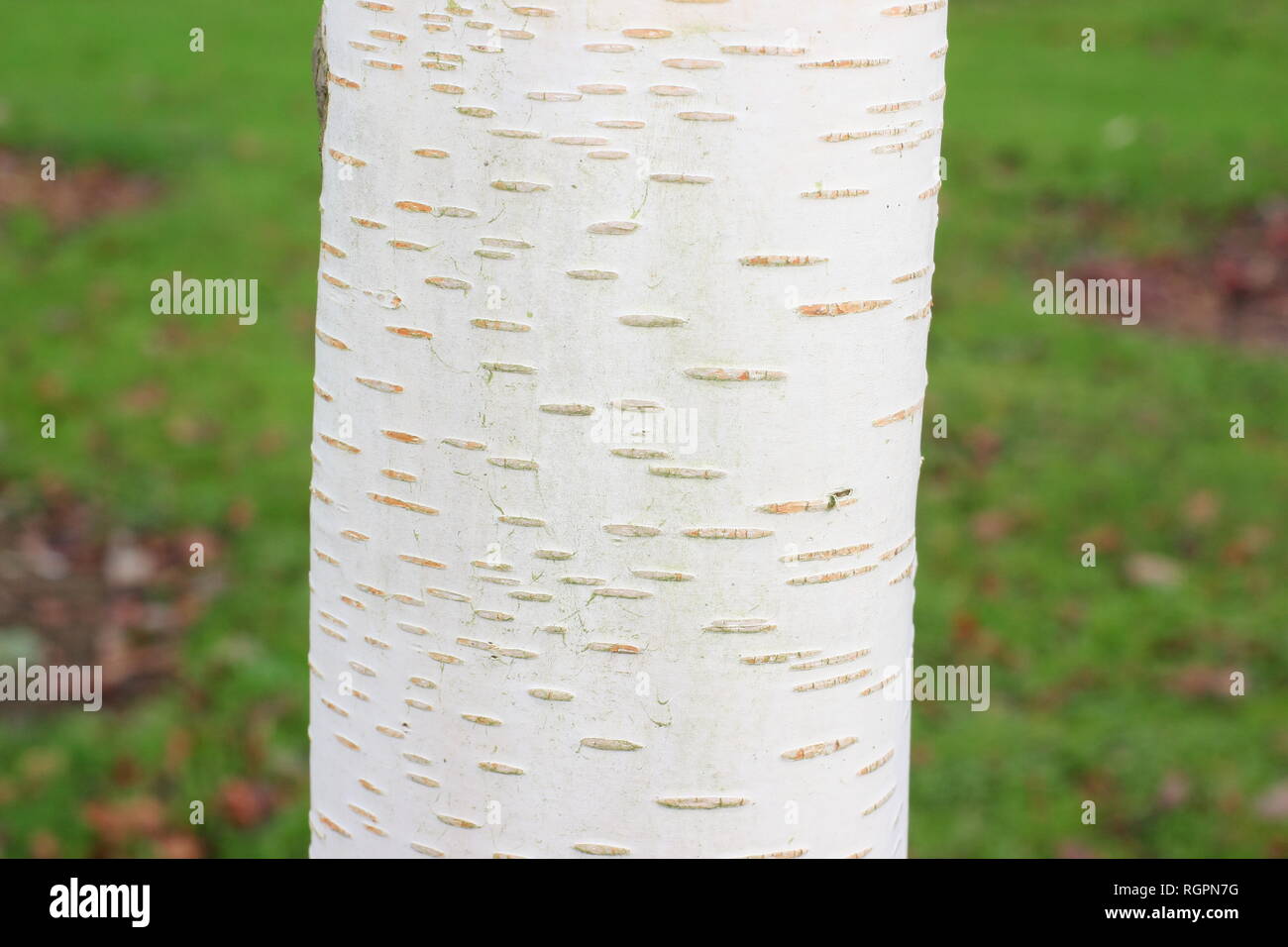 Betula utilis var. jacquemontii Trinity College. Bianco brillante corteccia di questo Himalayan Birch visualizzazione di lenticelle, winter REGNO UNITO Foto Stock