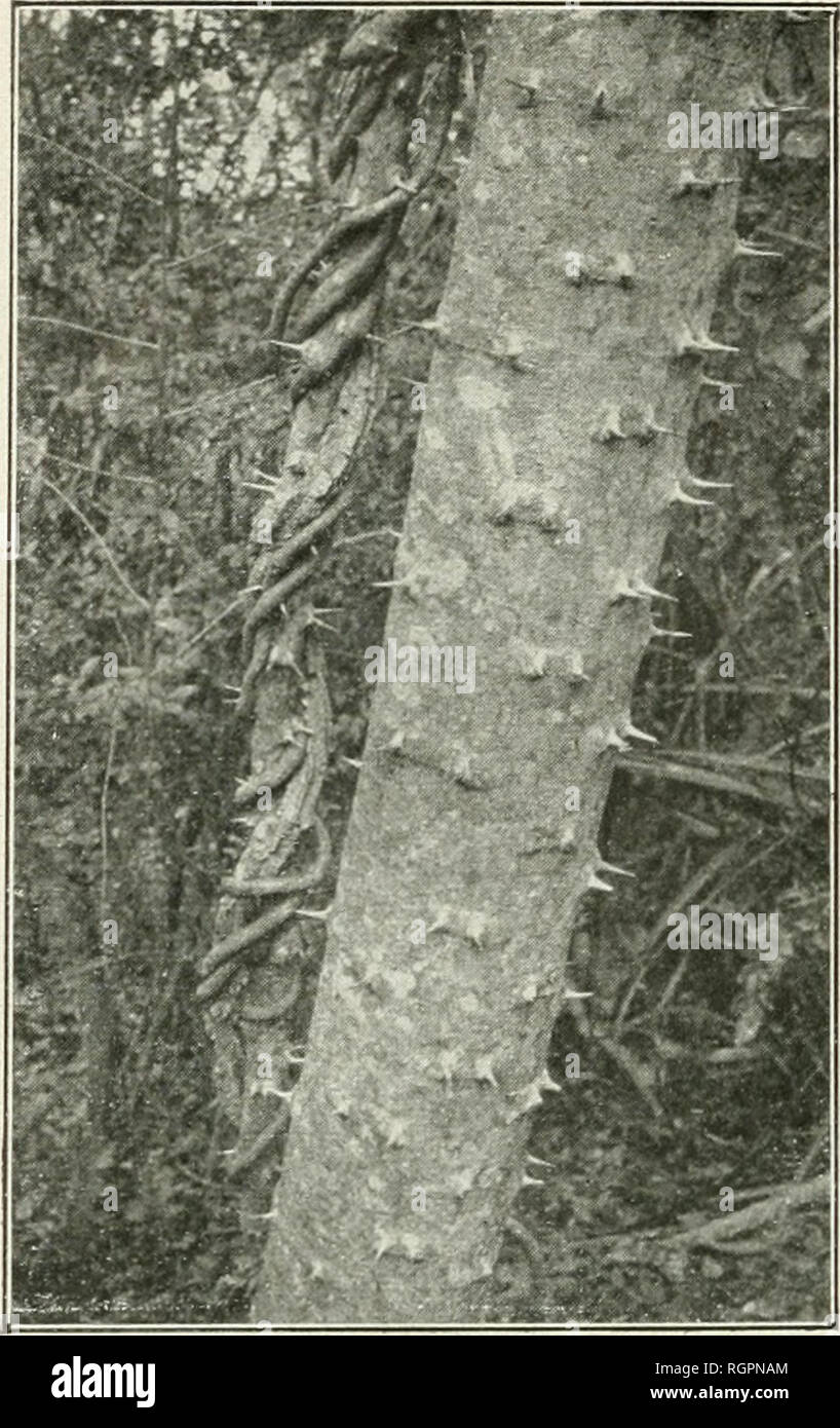 . Bollettino de la Socit Botanique de Genve. Piante; piante -- la Svizzera. 88 BULLETIN DE LA SOCIETE BOTANIQUE DE GENEVE (191) Il s'agit, selon nous, en premiÃ¨re ligne, canaux aquifÃ¨res, exagÃ©razione des rayons mÃ©dullaires et du parenchyme tangentiel du bois habituel, le tout logÃ© dans le plus petit cylindre possibile ainsi qu'il un dÃ©jÃ Ã©tÃ© dit [dus haut. O, ce rÃ©sultat est rÃ©alisÃ© dans les diffÃ©rentes lianes, par des Oies diffÃ©rentes^ tout com- me la stabilitÃ© ou la rÃ©sistance peuvent Ãªtre obtenues par des appareils variÃ©s. .Ainsi, tandis que dans la tige de Dicella, les tubi Foto Stock