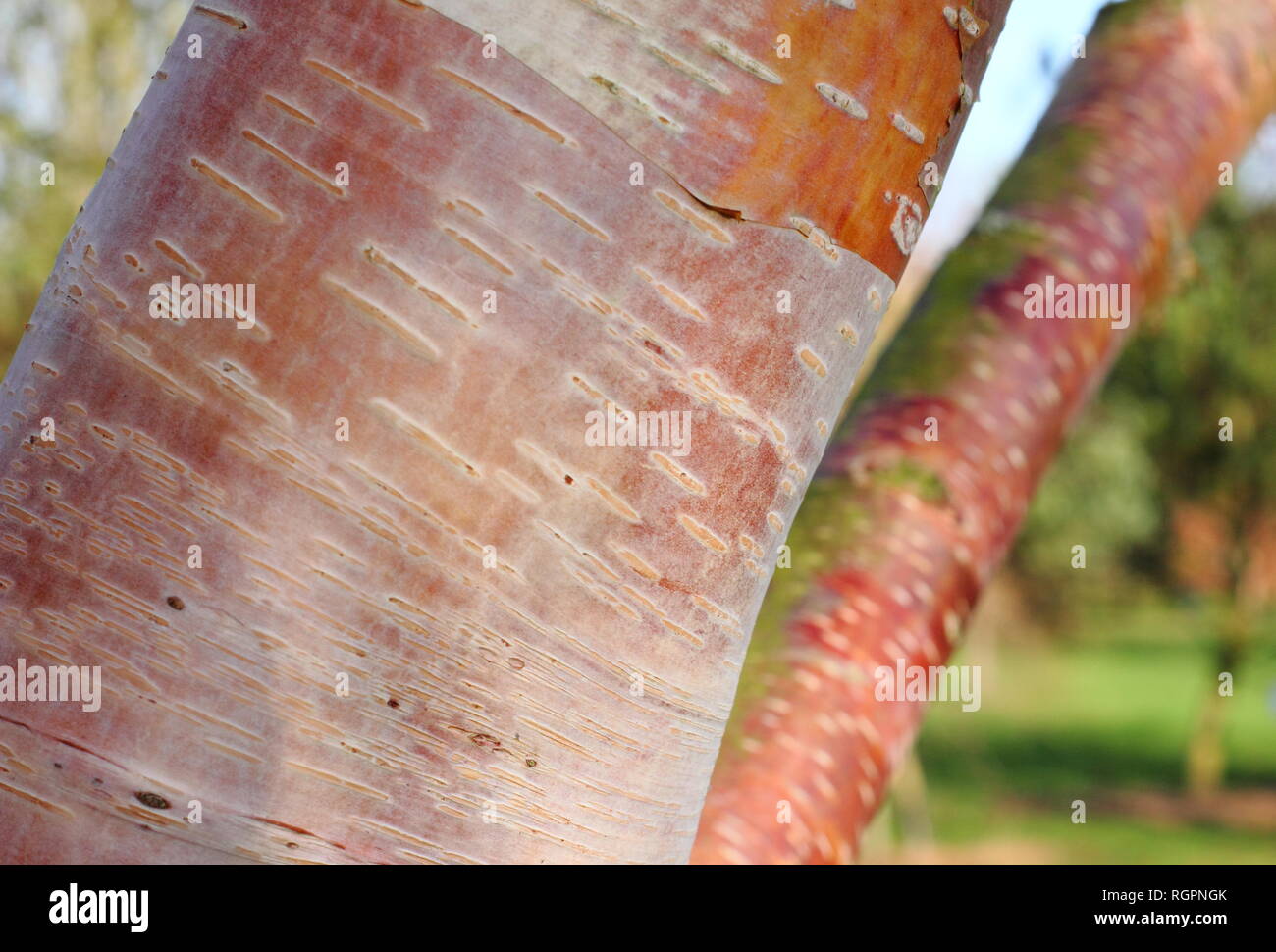 Betula utilis (subsp. albosinensis) "fascino" corteccia. Cremosa tonalità rosa di betulla 'fascino' corteccia in inverno, REGNO UNITO Foto Stock