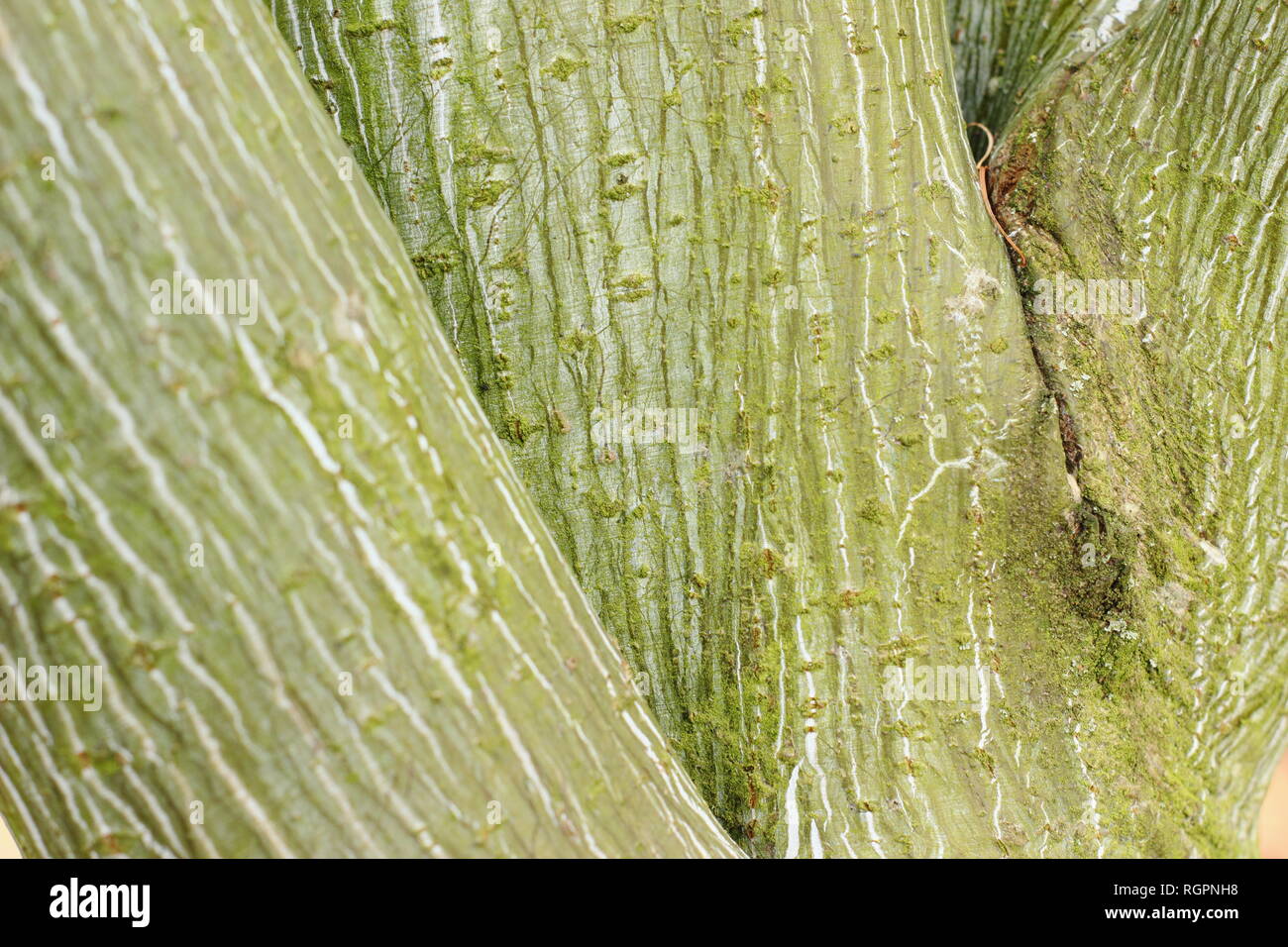 Acer tegmentosum 'Joe Witt. Attraente la corteccia a strisce in inverno, REGNO UNITO Foto Stock