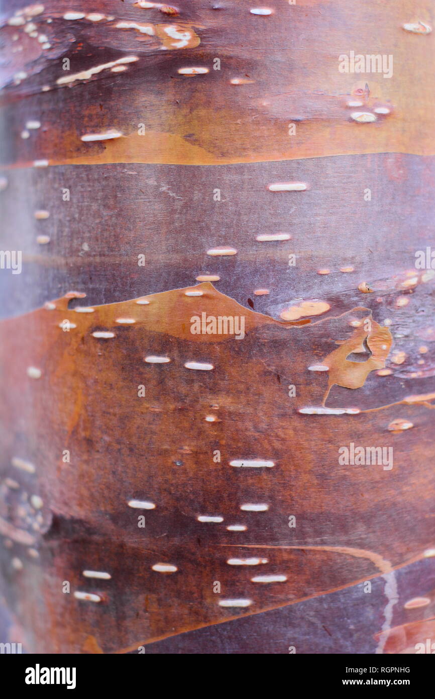 Suggestivi i toni di caramello di Betuula utilis 'Wakehurt Porre il cioccolato' corteccia, un Himalyan betulla, inverno, REGNO UNITO Foto Stock