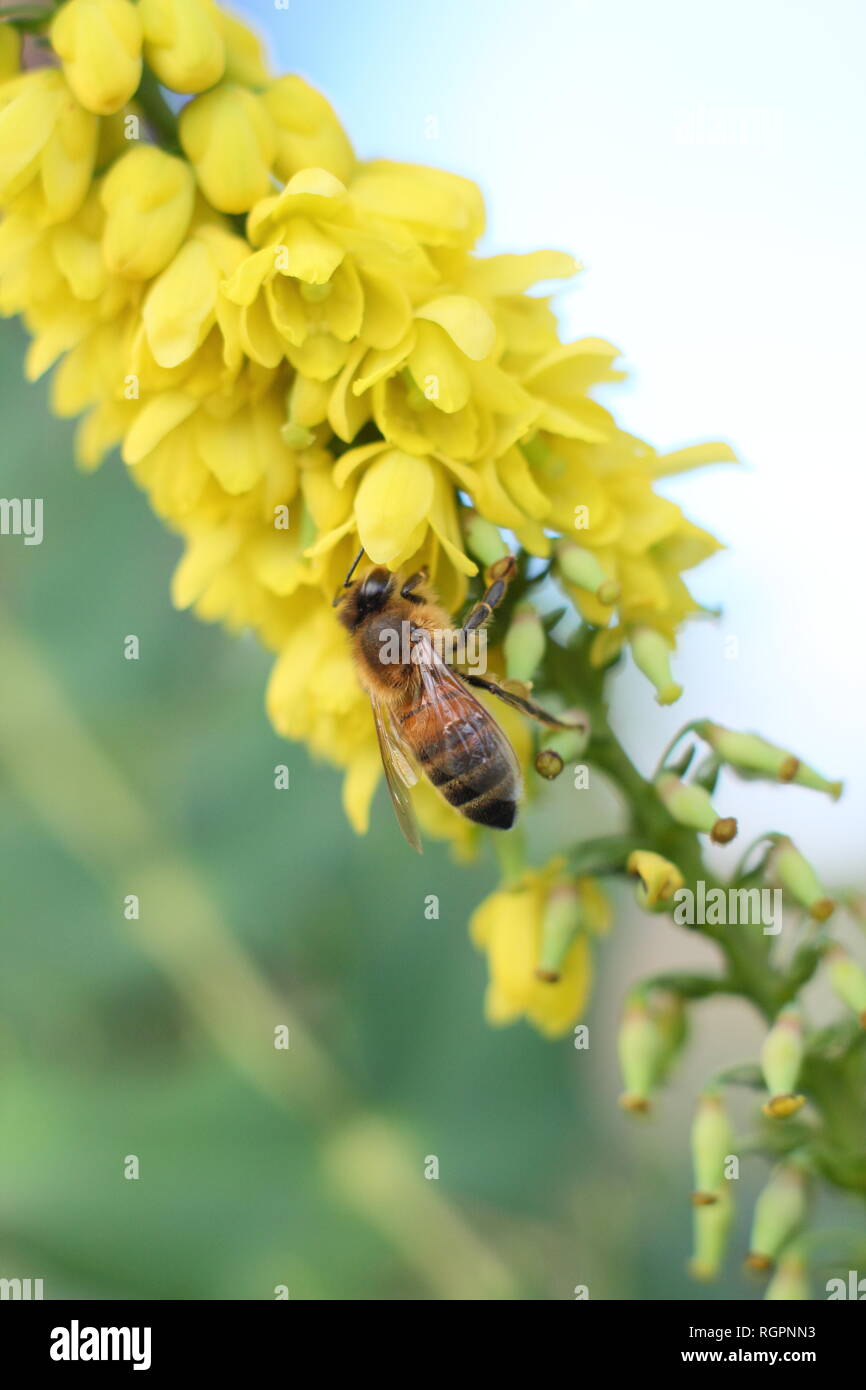 Apis mellifera alimentazione su Mahonia x media 'in corso.' Honey Bee alimentazione su fioritura invernale arbusto Mahonia in dicembre, REGNO UNITO Foto Stock