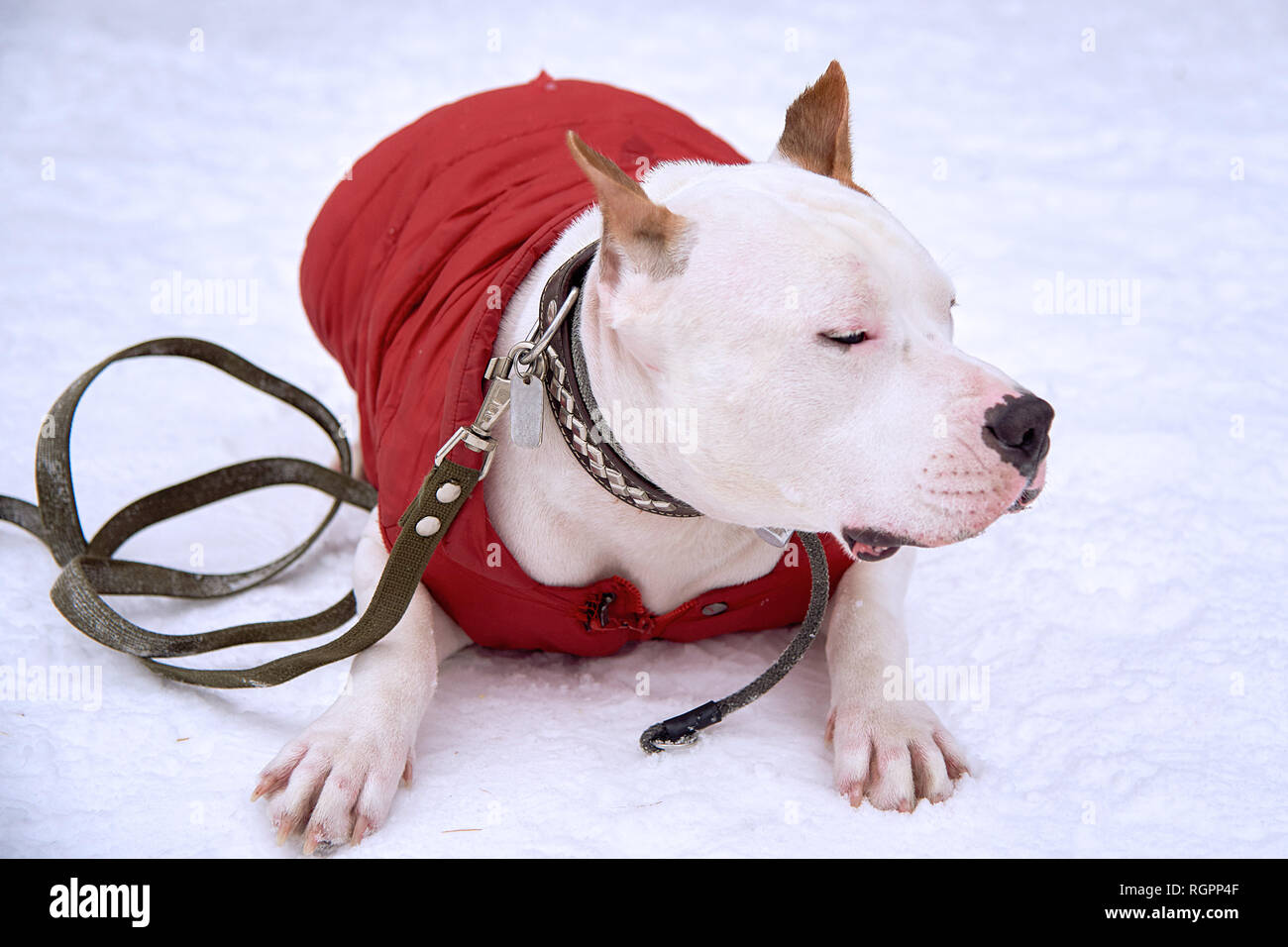 Staffordshire Terrier giace sulla neve sulla strada in inverno. Carino Foto Stock