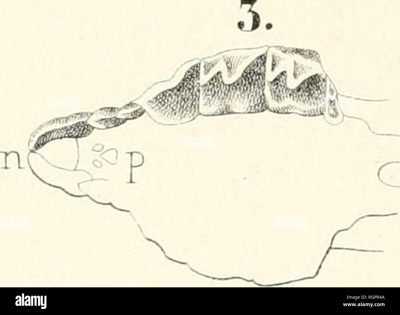 . Bollettino de la Socit impriale des naturalistes de Moscou. La scienza; Biologia e Geologia -- Unione Sovietica; Storia Naturale -- Unione Sovietica. . Si prega di notare che queste immagini vengono estratte dalla pagina sottoposta a scansione di immagini che possono essere state migliorate digitalmente per la leggibilità - Colorazione e aspetto di queste illustrazioni potrebbero non perfettamente assomigliano al lavoro originale. Moskovskoe obshchestvo liubitelei prirody. Moscou : impriale Socit des naturalistes de Moscou Foto Stock