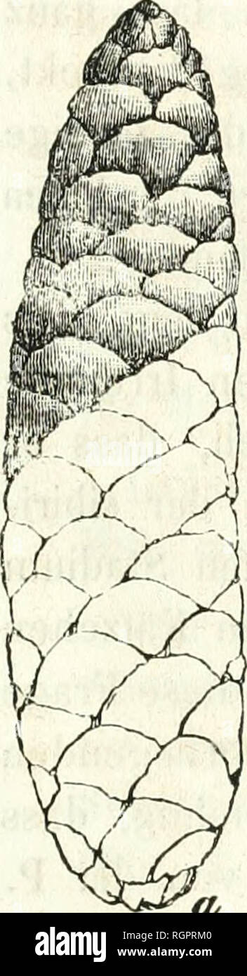 . Bollettino de la Socit impriale des naturalistes de Moscou. La scienza; Biologia e Geologia -- Unione Sovietica; Storia Naturale -- Unione Sovietica. 247 dricis erectisÂ" und Ã ussert sich weiter, als er von der Abbildung der sibirischen Fichte in Lambert è mono- graphie spricht, folgenderweise: Â"s'robili penduli falso re- prÃ©sentai sunt (') Â" DiÃ¨se Worte geben Anlass zu glau- ben, dass die Zapfen der Picea obovata nient hÃ ngend, sondern bis zum Ende ihrer Entwickelung stehend sind, wie es z. B. bei der sibirischen Tanne (Abies sibirica Ledeb.) der Fall ist, von der ebenfalls Ledebour sagt: Â"strobilis Foto Stock