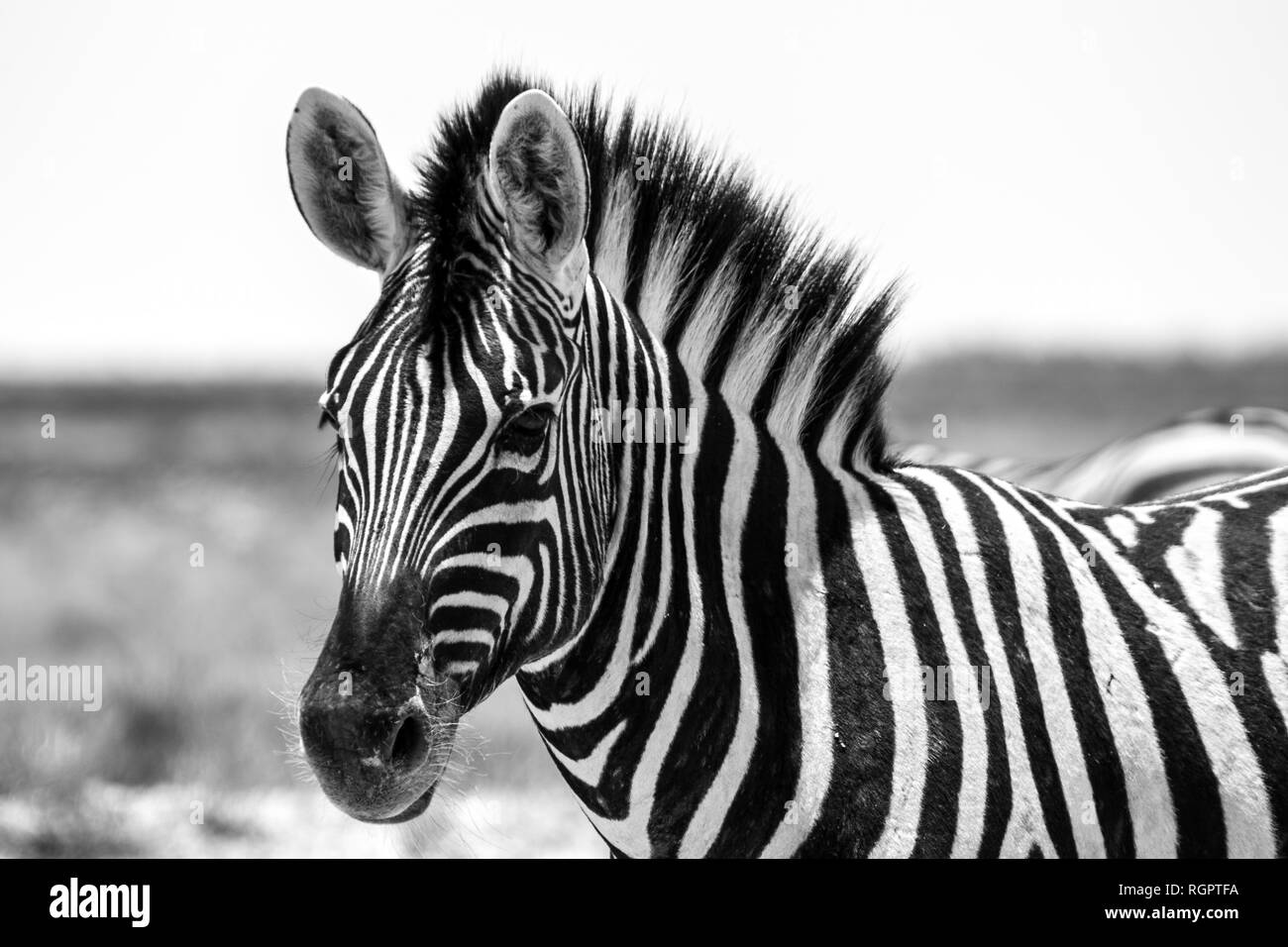 Zebra nel Parco Nazionale di Etosha Namibia in bianco e nero Foto Stock