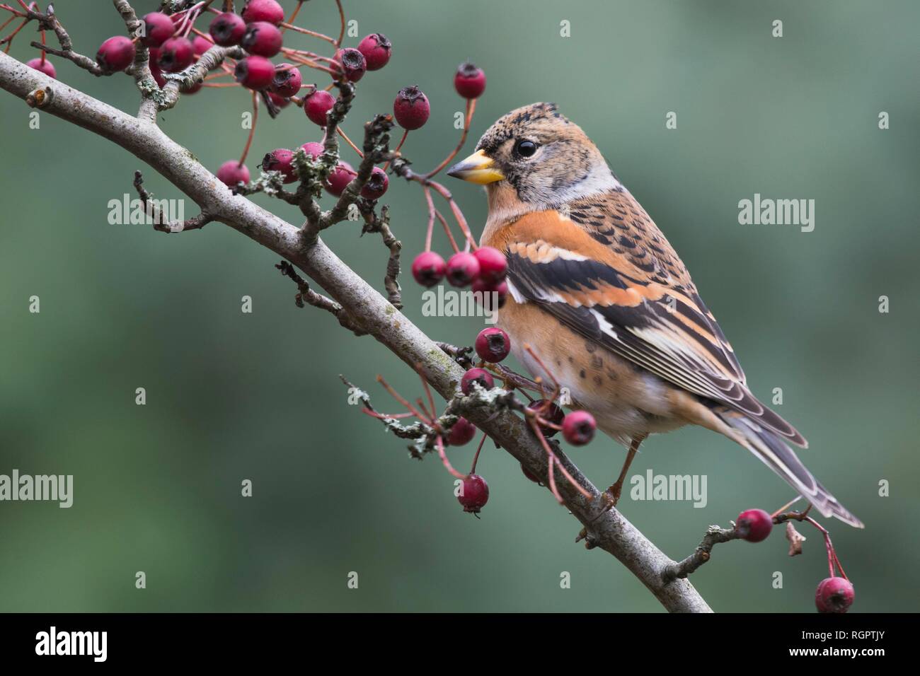 Brambling (Fringilla montifringilla), seduto su un ramo con bacche rosse, Emsland, Bassa Sassonia, Germania Foto Stock