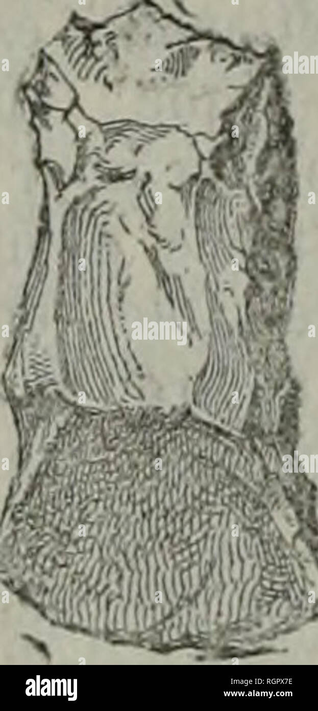 . Bulletin de la SociÃ©tÃ© Vaudoise des Sciences Naturelles. . Ms:^ Fig. 4. Fig. 5. Monete trí¨grossiers s. Fig. 6. Ãclat. en frappant avec une Pierre sur celle qu'on voulait faÃ§onner; Ils sont beaucoup plus grossiÃ¨rement travaillÃ©s que nombre d'objets en silex trouvÃ©s ailleurs , surtout dans les tombeaux. Il cela un fait penser, que les Kjoekkenmoedding pourraient bien se rapporter Ã ONU premier Ã¢ge de la Pierre, qu'on distinguerait d'onu secondo, auquel appartiendraient les belles piÃ¨ces, si da frà©quentes dans le Nord, piÃ¨ces qui tÃ©moigne- raient d'onu progrÃ¨s gÃ©nÃ©ral de la civiltà. Il Foto Stock