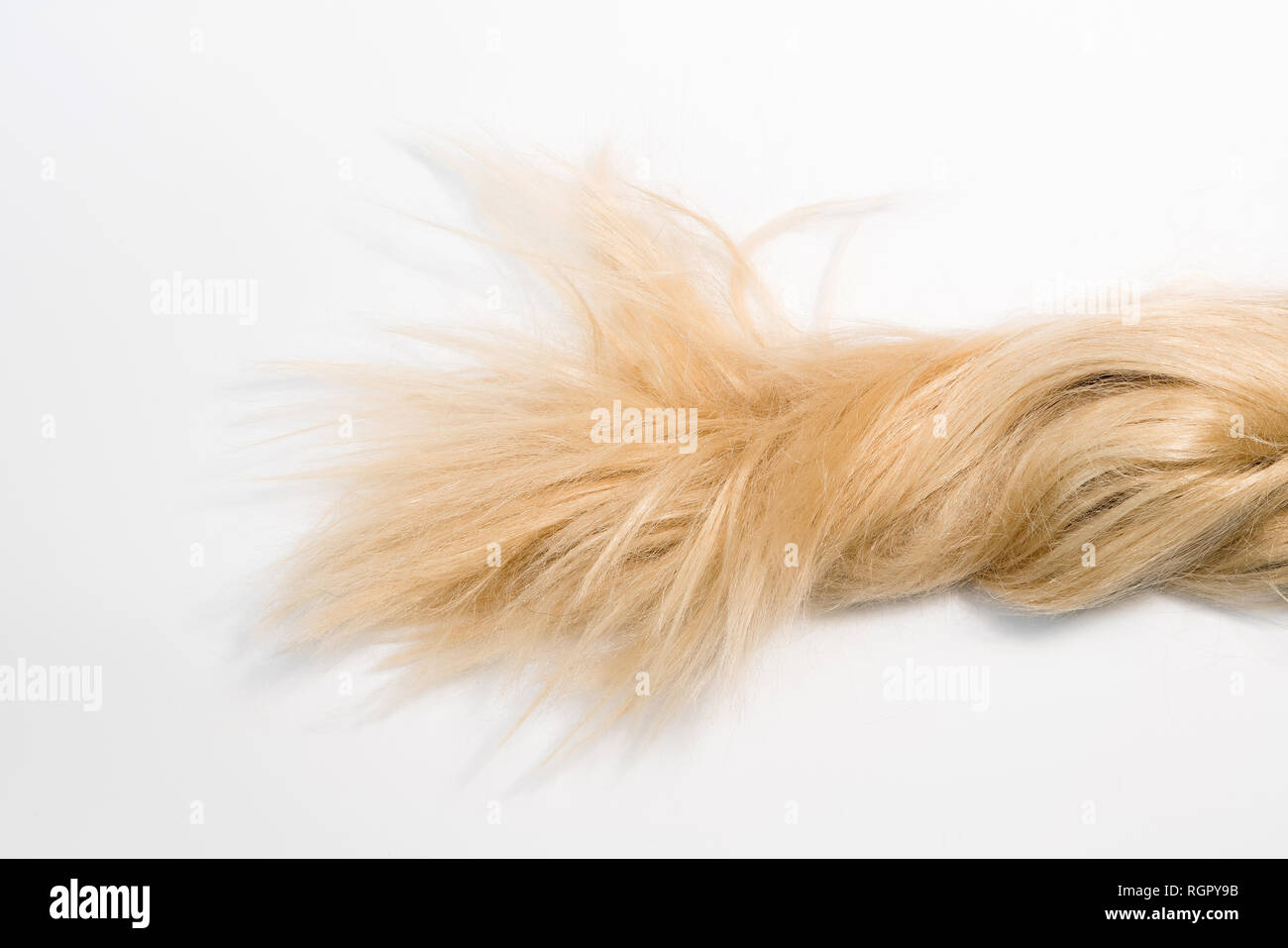 Biondi capelli naturali estensioni isolati su sfondo bianco. Patch di clipping, spazio di copia Foto Stock