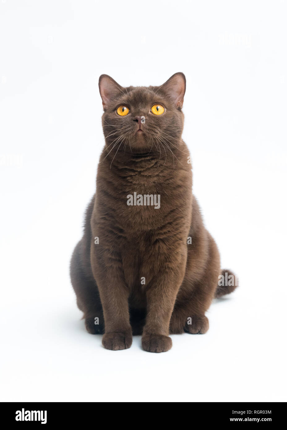 British Shorthair cat isolati su sfondo bianco. Percorso di clipping, copia spazio per il testo Foto Stock