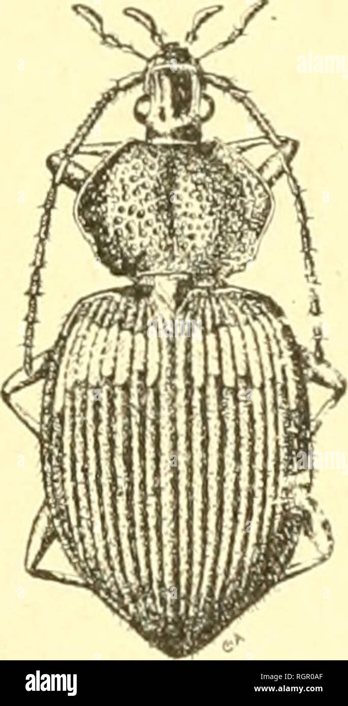 . Bulletin de la Société Entomologique de France. Entomologia. Ù BOLLETTINO 13m: i^.-v r " SOCIETE ENTOAIOLOGIOIE DE FRANCE FONDEE LE '29 février 1832 RECONNUE COMME ISTITUZIONE D'UTILITÉ PUBLIQUE PAR DÉCRET DU 23 AdLT 1878 Nalura maxime miranda in mini mis. ANNÉE 1916. 26 19î7 ^ PARIS HOTEL DES SOCIÉTÉS SAVANTES 28, Rue Serpente, 28 11)10. Si prega di notare che queste immagini vengono estratte dalla pagina sottoposta a scansione di immagini che possono essere state migliorate digitalmente per la leggibilità - Colorazione e aspetto di queste illustrazioni potrebbero non perfettamente assomigliano al lavoro originale. La Société Entomologique de France. Parigi Foto Stock