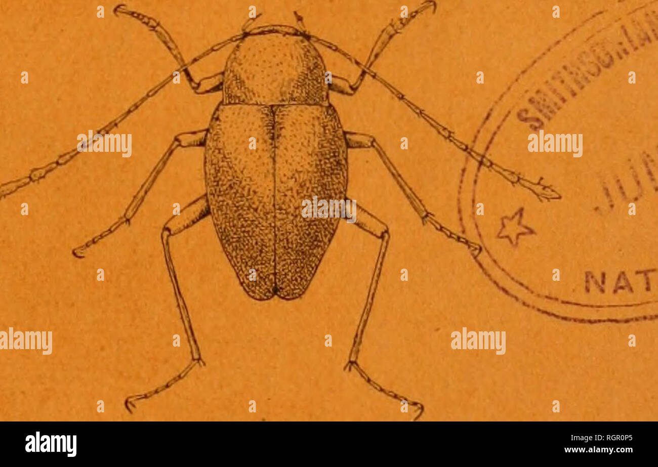 . Bulletin de la SociÃ©tÃ© entomologique de France. Entomologia. 1910. Â N*^ 1 Bollettino DE LA. r  R  SOCIETE ENTOMOLOGIQIE DE FRANCE FONDÃE LE 29 FÃVRIER 1832 Reconnue comme istituzione d'utilitÃ© publique PAR DÃCRET DU 23 AOÃT 1878 Nattera maxime miranda in mini mi s.. Parigi AU SIKOE DK LA SOCIÃT-Ã HOTEL OES SAVANTES SOCIÃTÃS 28, Rue Serpente, 28 1910 ^â MMK Le Bulletin paraÃ®t deux fois par mois. Si prega di notare che queste immagini vengono estratte dalla pagina sottoposta a scansione di immagini che possono essere state migliorate digitalmente per la leggibilità - Colorazione e aspetto di queste illustrazioni potrebbero non perfettamente resembl Foto Stock
