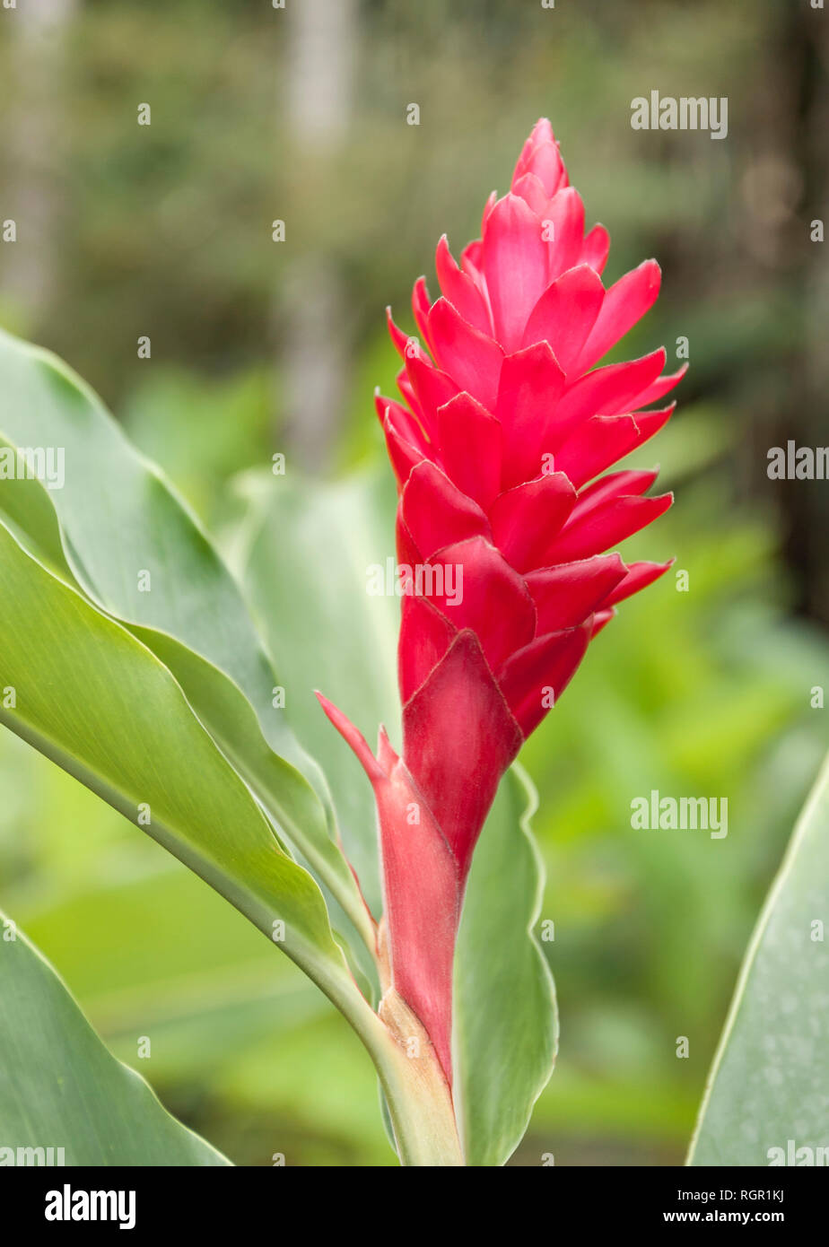 Impianto di zenzero fiore. Mourne Coubaril station wagon, Saint Lucia. Foto Stock