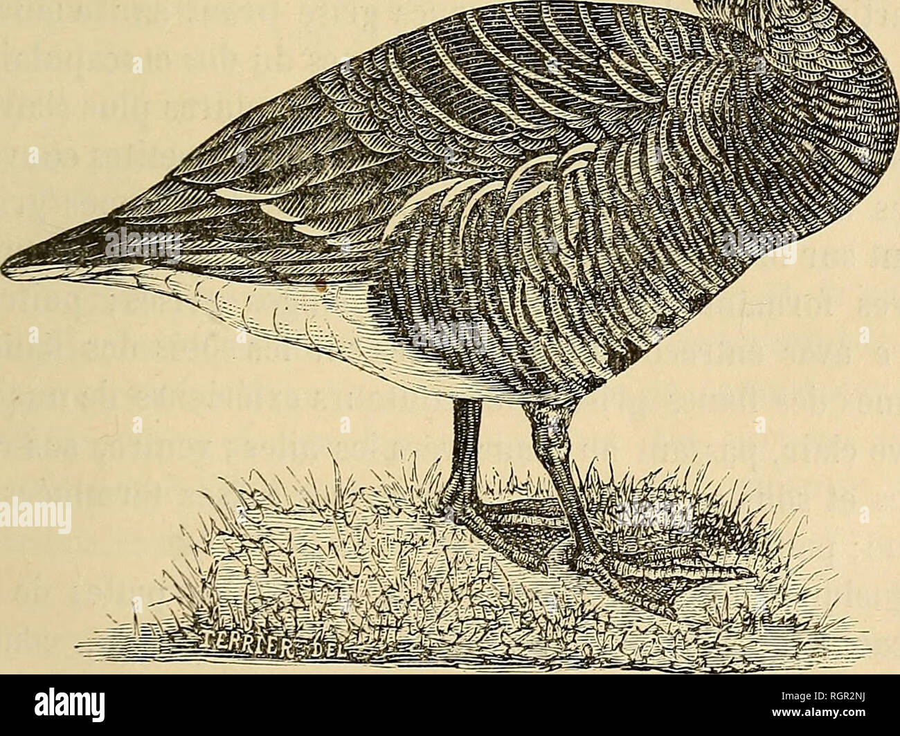 . Bulletin de la SociÃ©tÃ© nationale d'Acclimatation de France. Zoologia. Note sur les PALMIPEDES LAMELLIROSTRES. 663 sous-genere Marilochen B. N" 8. L'OLE NAINE. La Anser Erijthropus. C. G. grigio, nÂ° 10568. Ãtymologie. Marilochen, de [xapO.T] '/]$,cendre, x^iv, yivdÃ§, OIE, UIE couleur de cendre. ^Inserisci, OIE, Erijthropus, de Ã puGpo'Ã§, rouge, ttoOÃ§, ttoÃ'oÃ§, pied. Oie Ã pieds rouges. Synonymie. La Anser jninutus Naum.âAnser brevirostris HÅckel. Â Aviser Temminckii Boie. Â Ajiser cinerascens Brehm. Â Anser Finmarchieiis artigliere, â Anser mÃ©dius Temm. ÂAnser Enjlhropus Dresser. ÂAnas Erijthropu Foto Stock