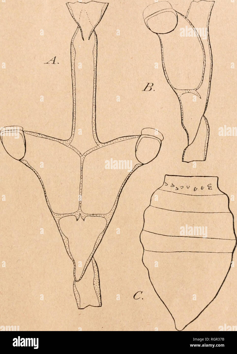 Dabia Immagini E Fotos Stock Alamy