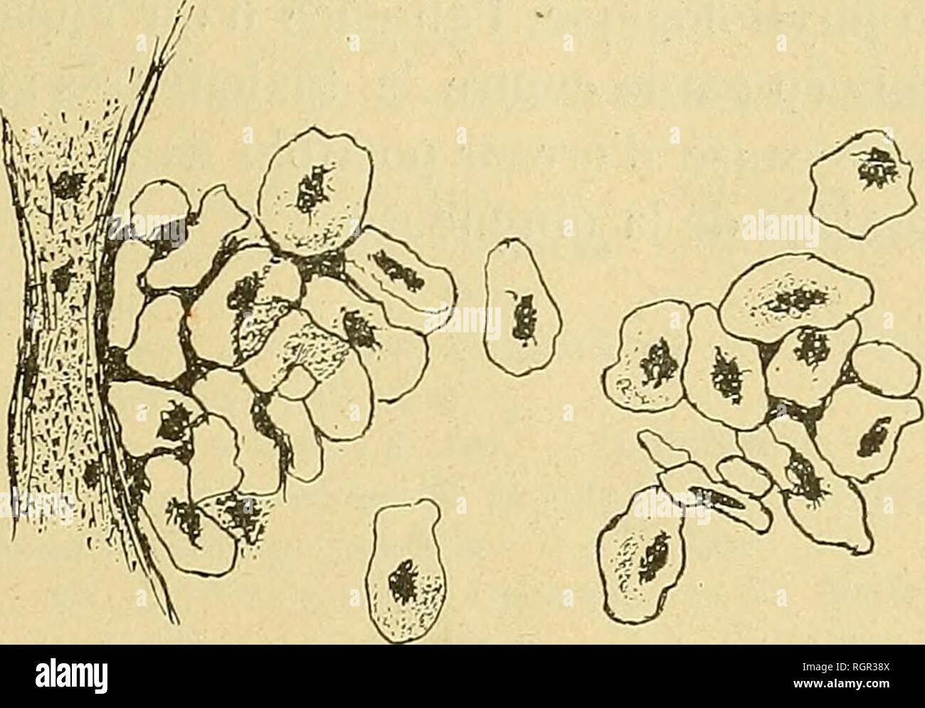 . Bulletin de la SociÃ©tÃ© philomathique de Paris. SociÃ©tÃ© philomathique de Paris; scienza. SUH LE PRÃTENDU VENLMEUX APPAREIL DE LA MURÃNE HÃLÃNE 233 quelques granulazioni jaunÃ¢tres, mais le noyau est restÃ© parfaitement colorabile. 11 s'agit donc d'onu rÃ©seau de sinus veineux restÃ© injectÃ© par le sang. Les vaisseaux que l'su rencontre dans les diverses rÃ©regioni des coupes ont d'ailleurs le mÃªme aspetto. Su en rencontre, semblablement injec- tÃ©s, dans le derme de toute la peau, dans les legamenti articulaires rejoignant les os de la faccia, enfin, et en trí¨s grande abondance, dans la pulpe Foto Stock