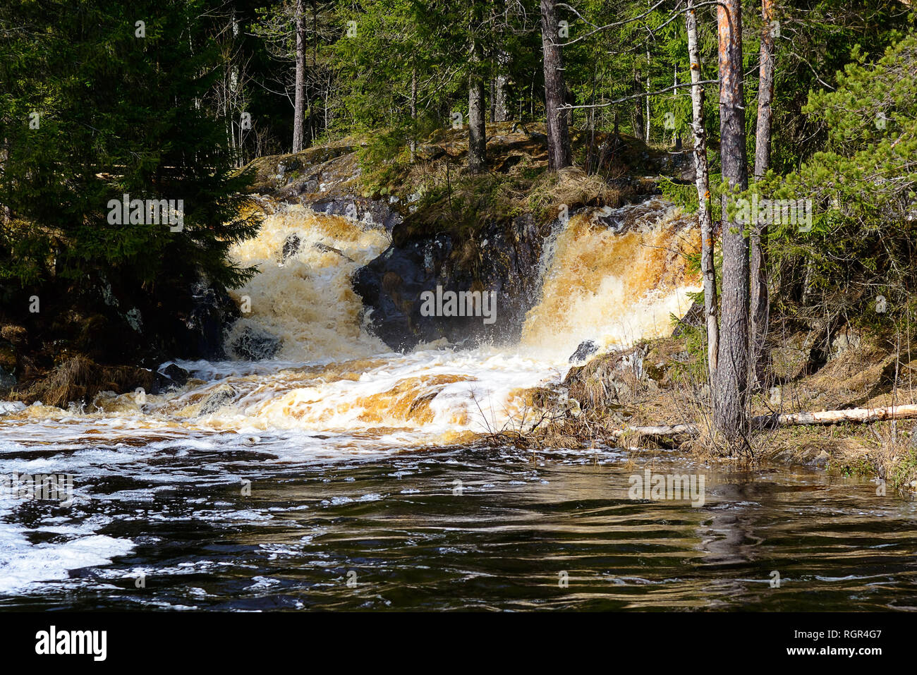 Il flusso rapido di bianco e rosso acqua tra pini e pietre Foto Stock