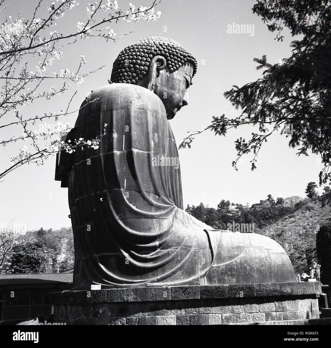 Degli anni Cinquanta, immagine mostra dal lato, la grande statua in bronzo del 'grande o gigante Buddha' (Daibutsu) di Kamakura, Giappone, che sorge sui terreni del tempio Kotokuin. Foto Stock Degli anni Cinquanta, immagine mostra dal lato, la grande statua in bronzo del 'grande o gigante Buddha' (Daibutsu) di Kamakura, Giappone, che sorge sui terreni del tempio Kotokuin. Foto Stock