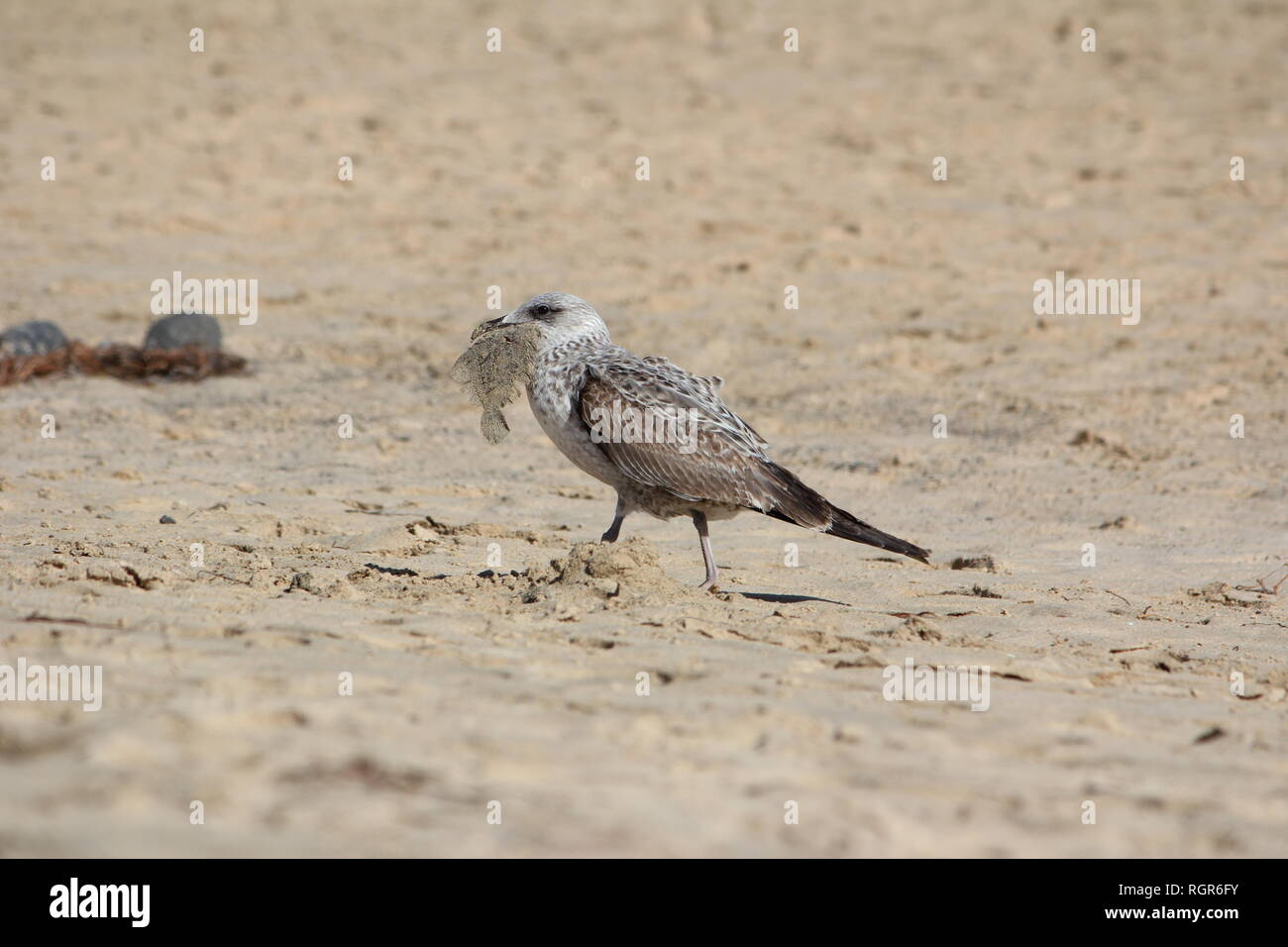 Aringa immaturi gabbiano (Larus argentatus) con un appena catturati fluke a Playa de Butihondo, Fuerteventura, Spagna. Foto Stock