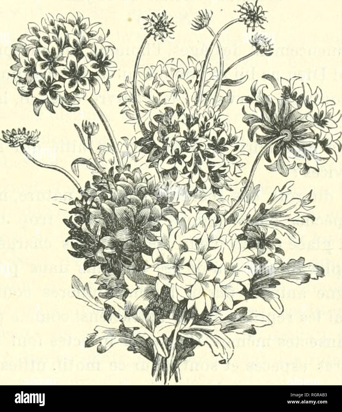 . Bollettino de la Socit d'orticoltura de Genve. Socit d'orticoltura de Genve; orticoltura -- la Svizzera. Â 123 â sÃ¨me en mars-avril et su repique sous chÃ¢ssis froid prÃ¨s des verres ; sulle donne aux plantes plus ou moins d'aria sui- vant la tempÃ©rature et su les livre à la pleine terre fin avril-mai, quelquefois juin ; mais su obtient des plantes plus fortes, Ã floraison plus hÃ¢tivo en semant en aoÃ"t et en re- piccante Les jeunes plantes dans des petits pots (godets) que l'sul luogo sous chÃ¢ssis froid, pendente l'hiver oÃ¹ elles se conservent bien et se fortifient, surtout si su un soin de m Foto Stock