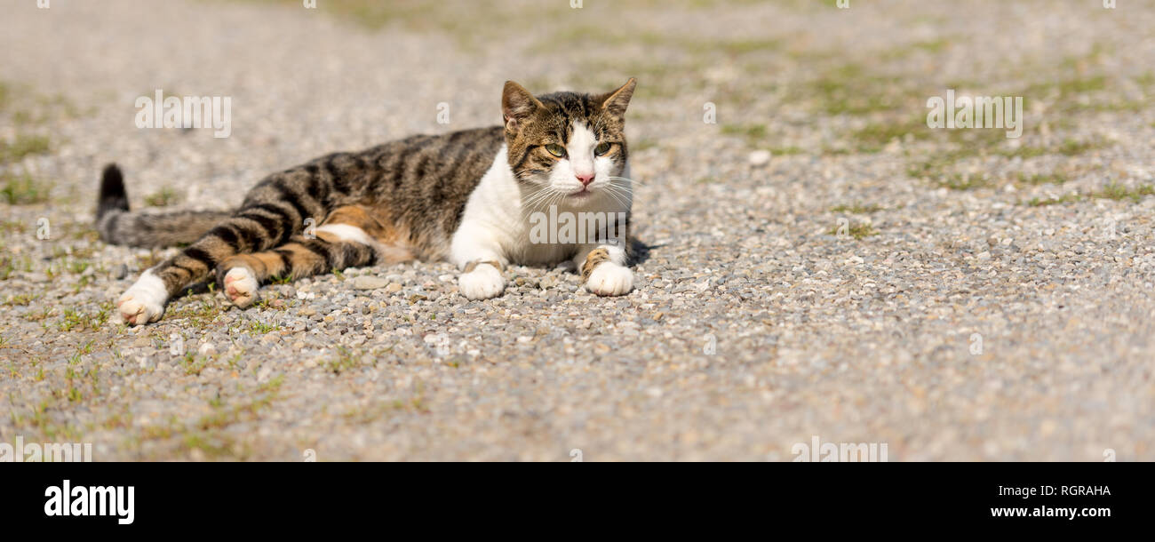 Cute cat giace rilassato su un percorso e guarda in avanti Foto Stock