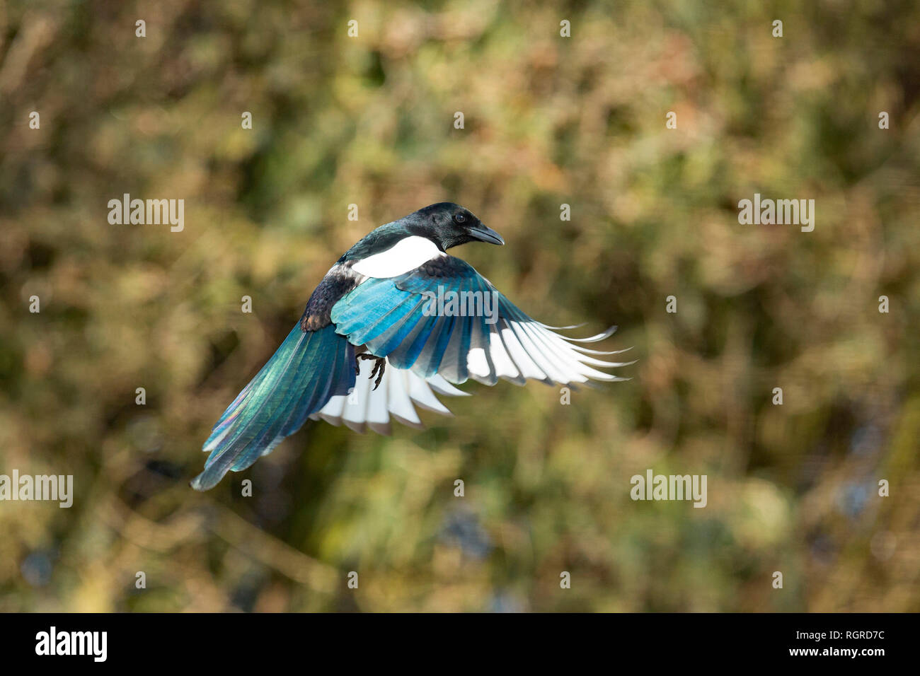 Eurasian gazza, (Pica pica) Foto Stock