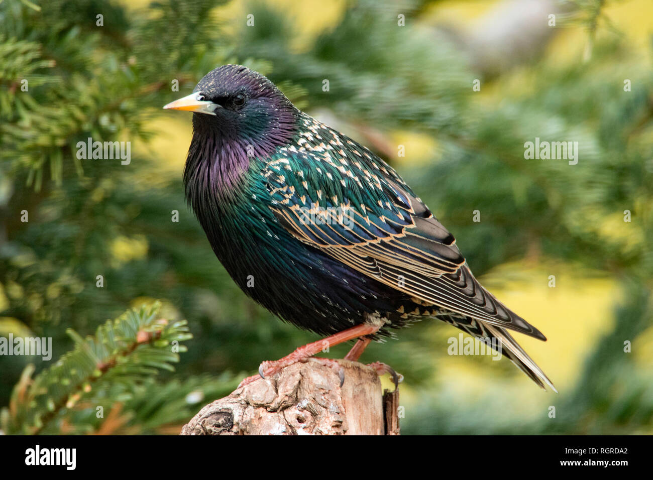 Comune, starling (Sturnus vulgaris) Foto Stock