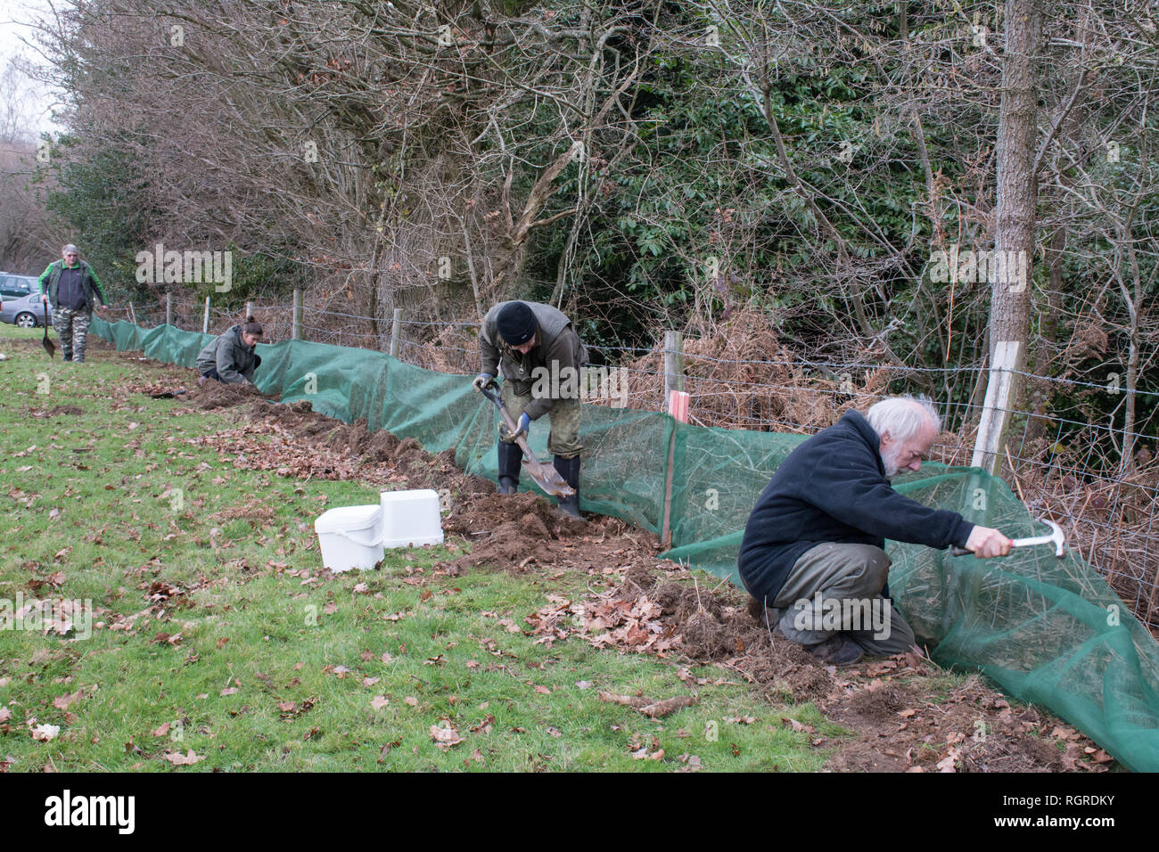 Wildlife Conservation Volunteers mettendo temporanea recinzione di anfibio con pitfall le trappole da evitare rospi che viene ucciso sulla strada sulla migrazione a molla Foto Stock