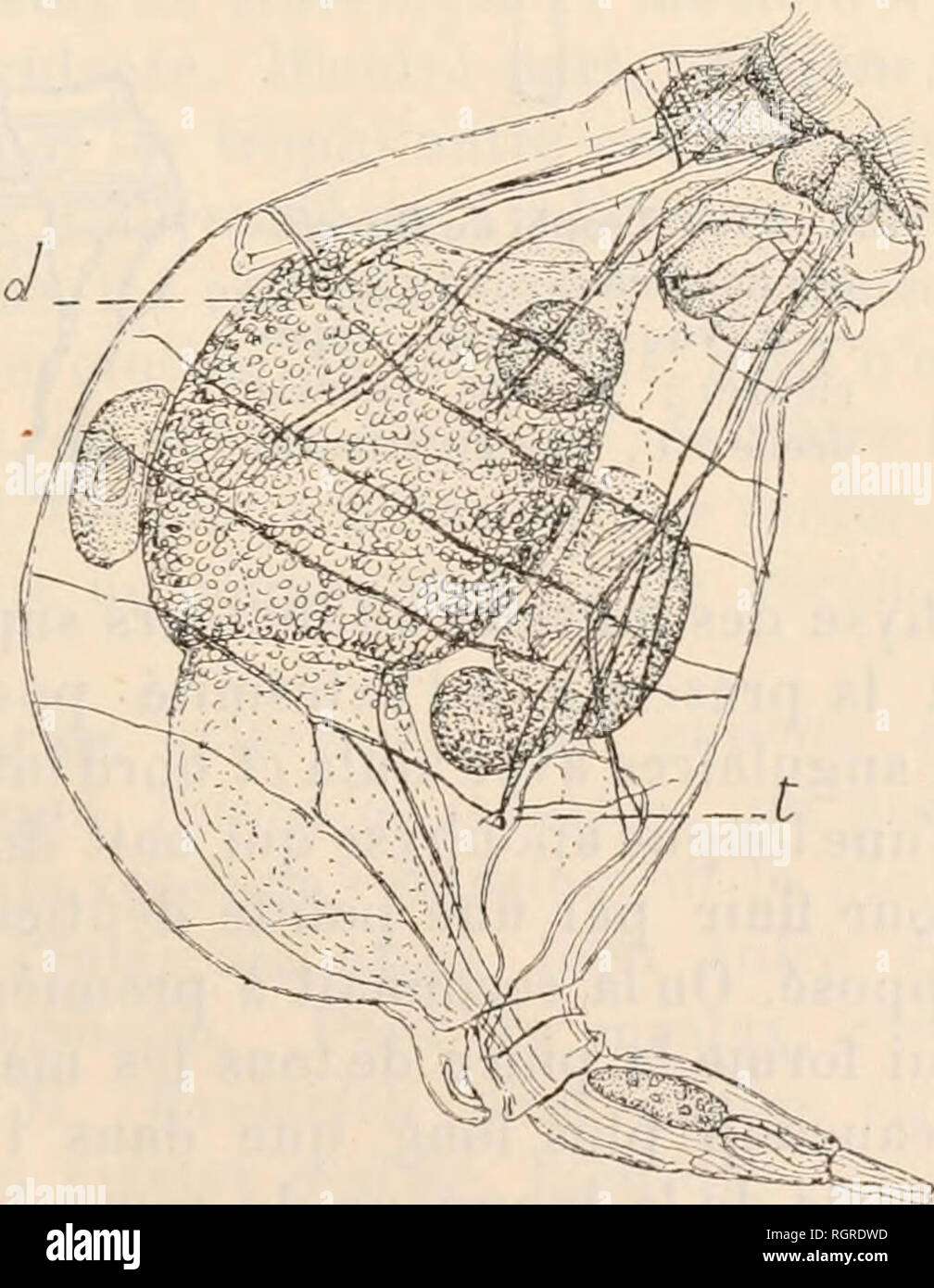 . Bulletin de la SociÃ©tÃ© zoologique de France. Zoologia. SÃANCE DU 26 DÃCEMBRE 1911 229 rente de celle de Western et Rousselet ; il m'en envoya neuf individus ue prÃ©riparazione et quelques autres non montÃ©s qui m'ont servi pour l'Ã©tudine du mastax. Elle S(M'a rapidement dÃ©crite par rapport à la prÃ©cÃ©dente (tig-. 3). Elle est un peu petite plus, 350 v. environ au lieu de 400, en faisant abstraction du Pied, qui est rejetÃ© ventralement au lieu d'Ãªtre situÃ© dans l'ax, et d'ailleurs notablement plus rÃ©duit (170 ;x). La forte restringimento qu'il prÃ©sente Ã la base dans tous mes Ã©chantillons Foto Stock