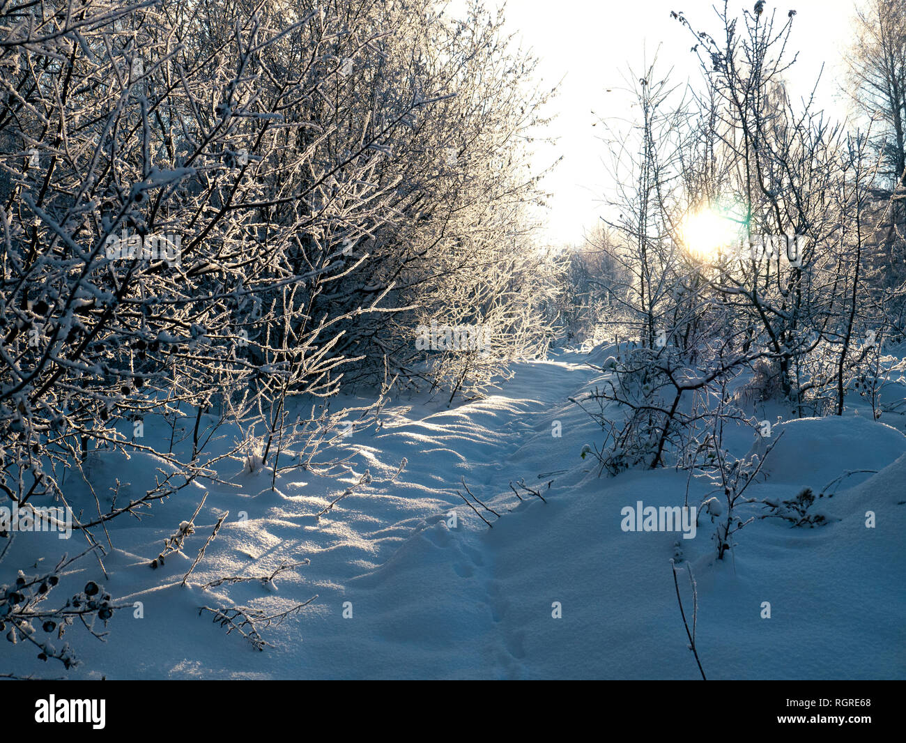 Foresta invernale sulla neve. Montagne di neve. Il gelo e i fiocchi di neve. Ubicazione Posto Ucraina dei Carpazi Foto Stock