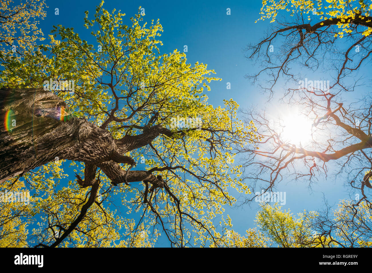 Sole di primavera brilla attraverso gli alberi alti. Albero con giovani  piccole foglie e albero con rami secchi Senza foglie. La luce del sole nel  bosco di latifoglie. Conc Foto stock -