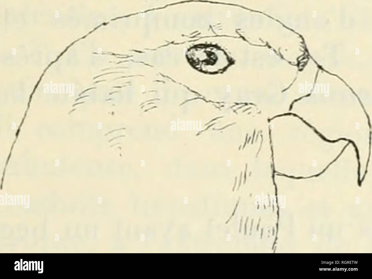 . Bulletin de la Société zoologique de France. Zoologia. SÃANCE DU 24 DKCE.MllllK 1907 165 3. _ Gk^k,,: ELMINIUS E. plicatus J. E. grigio. Sur coquille d'IIiiitre. Rochers des Praslins et sur fraguients de roches provenant des iles CoÃ"Livio (Archipel des Seychelles). E. Darw simplex. Sur de lubrificazione Serpulien. Rochers de auto- gados Carajos. 4. - Genrk CREUSIA. C. sphiulosa Leach; Sur Madrépori. Banc de Saya de Malha, par oO mètres de fond. SUR UNE PERRUCHE PRÃSENTANT UNE CURIEUSE DÃFORMATION DU BEC PAR E. TROUESSART M. Trouessart présente, de la parte de M, Petit ahié, qui s'scusa de ne pouvoi Foto Stock