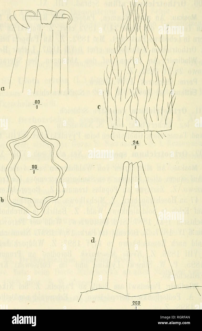 . Bulletin de la Société impériale des naturalistes de Moscou. La scienza, biologia, geologia, storia naturale. - 306 - ???. Kreis Jarensk: Wymmflaes un alten Weiden westlich von den Salinen von Seregowo. 8 I È'.).".". Gouv. Perm: Auf Abies sibirica bei Bisserl. S. Naw aseliin.. Fig. 3. Orthotrichwn (Dorcadion) speclosum Nees ab Esenbeck. a) Peristom 80/1. b. Durchschnitt der trocknen Kapsel 801. ? Mütze 24/1 Haube, d. ein Zahn 260/1. (Del. Harald Lindberg.). 103. Örthotrichum speciosum elegans S. 0. Lindberg. VIII. teste H. W. Arnell. Uebergcmgsform.. Si prega di notare che queste immagini vengono estratti Foto Stock
